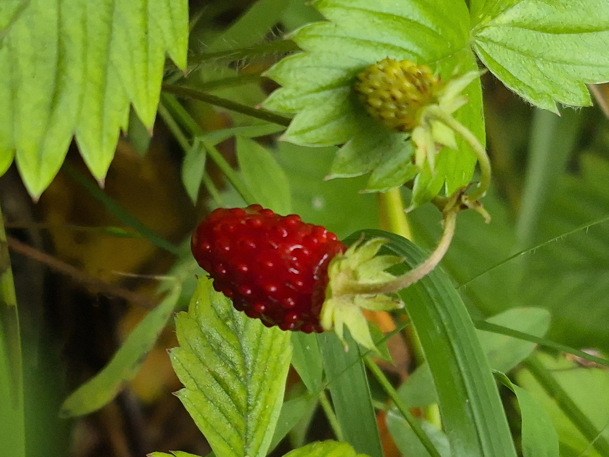 The image shows a close-up of a ripe wild strawberry with bright red skin and visible seeds, hanging from a stem surrounded by green leaves. To the left, an unripe, pale green strawberry is also visible. The foliage is lush and green, with some hints of darker green and brown in the background, suggesting an outdoor natural setting, likely a forest floor or a meadow. The lighting appears to be natural, with soft illumination highlighting the texture of the strawberries and leaves. There are no people or animals present in the image. This scene is consistent with the natural environment found in Hargla, Estonia, a rural parish known for its forests and natural landscapes.