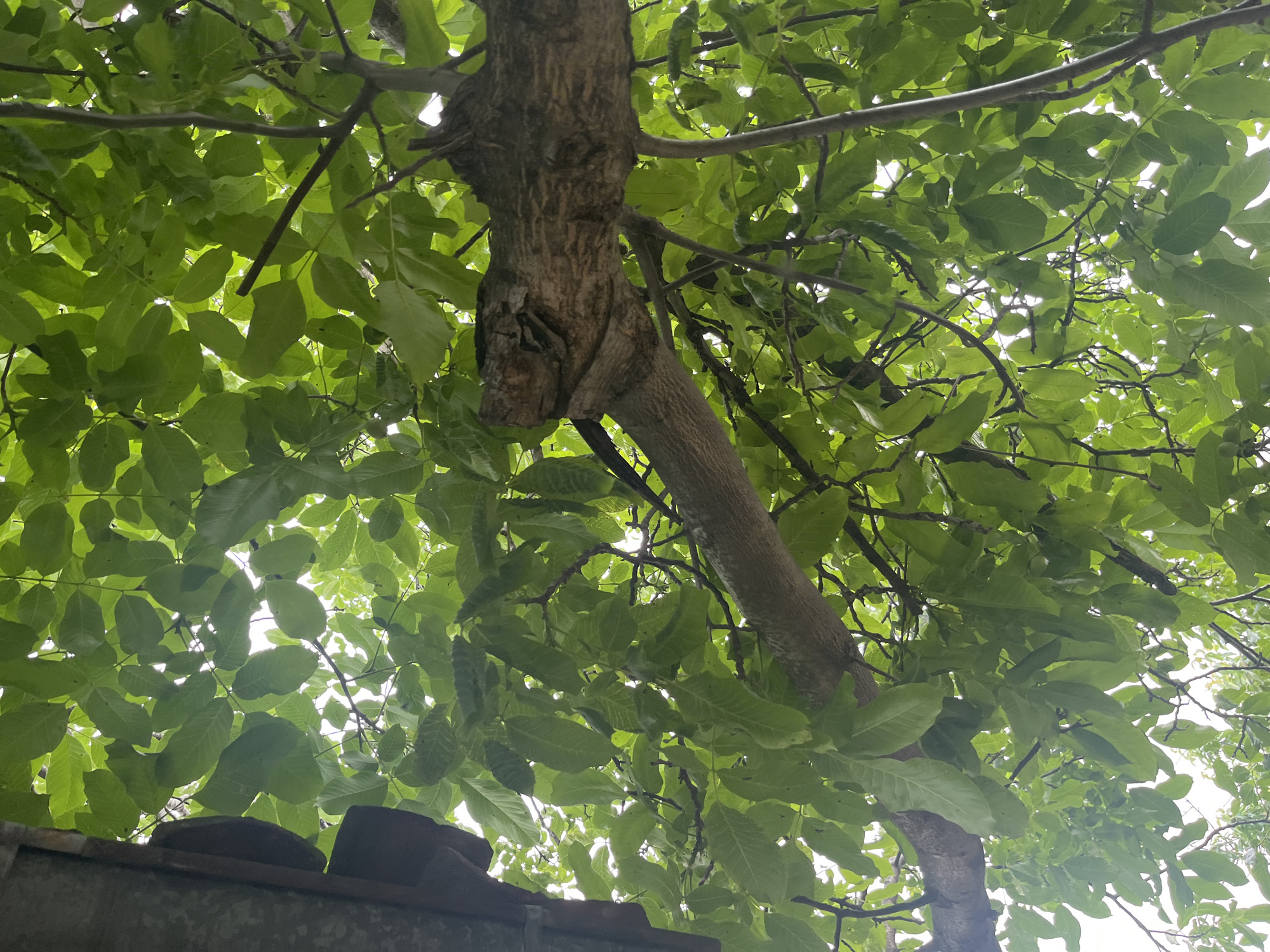The image captures an upward view into the dense, green canopy of a leafy tree, likely situated in Brestnik, Bulgaria. The perspective is from directly below, looking towards the sky, which appears as bright, diffused light filtering through and around the foliage.
The primary subjects are the tree's abundant green leaves and its sturdy brown trunk and branches. The leaves are a vibrant medium green, often appearing slightly translucent where sunlight hits them, revealing their vein patterns. They form a thick, overlapping layer that creates a sense of seclusion and natural shade. Numerous branches, varying in thickness, crisscross the frame, with some originating from the main trunk and others extending outwards. A prominent section of the tree trunk is visible on the right side of the image, characterized by its textured, furrowed bark. This part of the trunk has an interesting, somewhat gnarled formation where a substantial branch diverges from it, appearing almost like a natural carving. Another, smoother branch extends diagonally downwards from this central trunk area.
In the lower left corner, a dark, weathered man-made structure is partially visible, appearing to be the top edge of a wall or a roofline, with hints of brown elements that could be tiles or bricks. This suggests the tree is growing in proximity to or over an existing structure.
The scene depicts a static, natural outdoor setting during daytime, as indicated by the bright light from above. There is no activity or specific event taking place, and no people or animals are visible. The weather appears to be clear or partly cloudy, allowing sufficient light to penetrate the canopy. No visible text is present in the image.