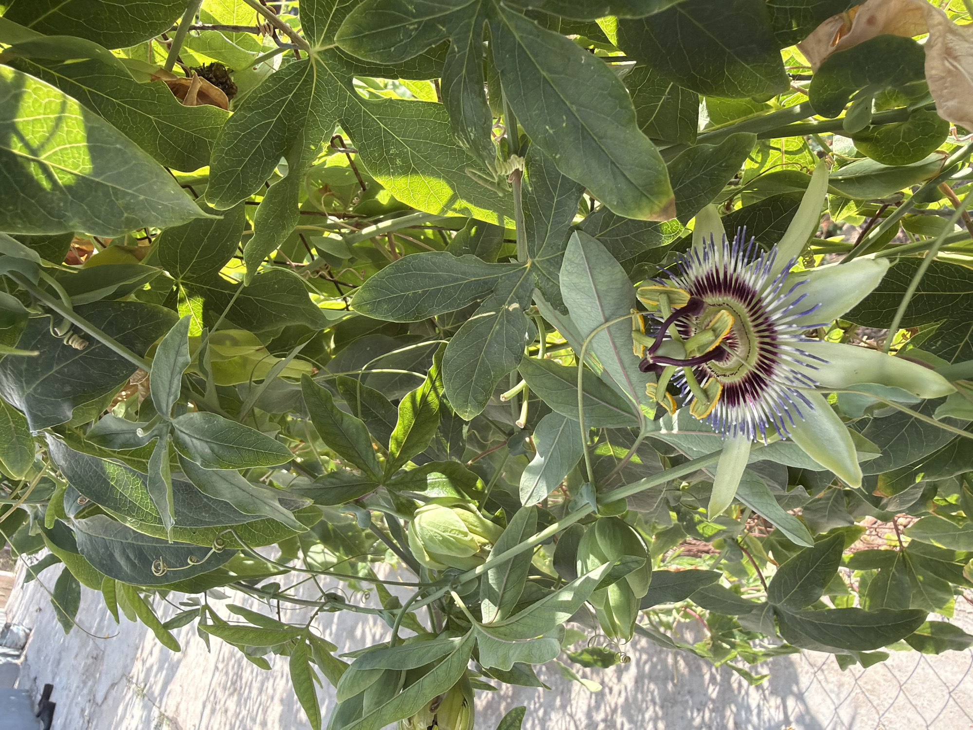 In Balakənd, Azerbaijan, a close-up shot captures a passionflower in bloom. The flower, with its intricate purple and white corona, is nestled among lush green leaves. Several developing passionfruit pods are visible, hinting at the plant's reproductive cycle. The backdrop consists of dappled sunlight filtering through the foliage, illuminating the textured leaves and the vibrant bloom. The surrounding environment suggests an outdoor setting, possibly a garden or a natural area within the city.