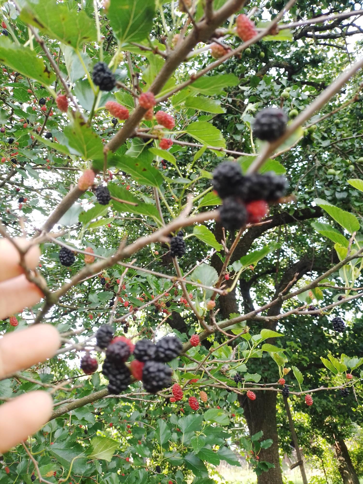 The image depicts a close-up view of mulberry branches laden with ripe and unripe berries, set against a backdrop of lush green foliage and trees. The foreground is dominated by a branch with several black mulberries and a few reddish ones, with a human hand reaching in from the left side, fingers blurred due to proximity. The midground shows more branches with a mix of black and red mulberries, interspersed with green leaves. The background consists of dense green leaves and tree trunks, suggesting an outdoor, natural environment. The lighting indicates it's daytime, with dappled sunlight filtering through the leaves. The scene is likely located in the city of Ustyvytsia, Ukraine, given the provided context.