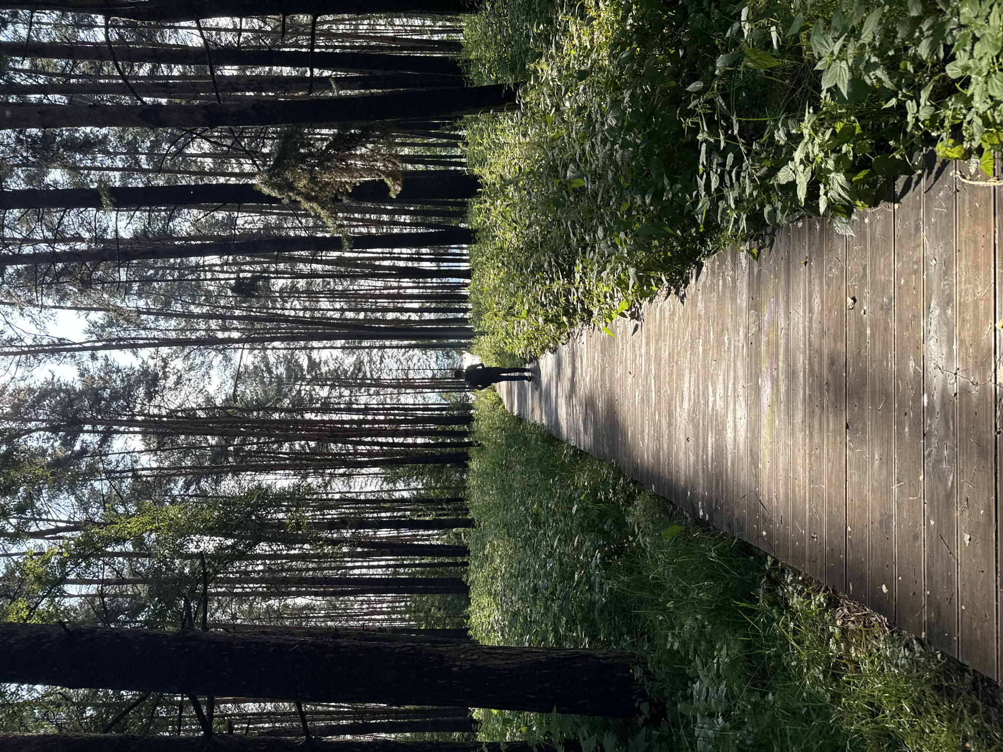 A wooden boardwalk curves through a forest with tall, slender pine trees. Lush green vegetation lines both sides of the boardwalk. Sunlight filters through the trees, creating dappled shadows on the wooden path. A single person, silhouetted from behind, walks away from the viewer down the boardwalk, towards a distant opening in the trees. The person appears to be wearing dark clothing and carrying a backpack. The scene depicts a tranquil walk in a natural environment, likely within the city limits of Chaikovsky, Russia, given the presence of a developed boardwalk in a forested area, common for recreational spaces in such locations.