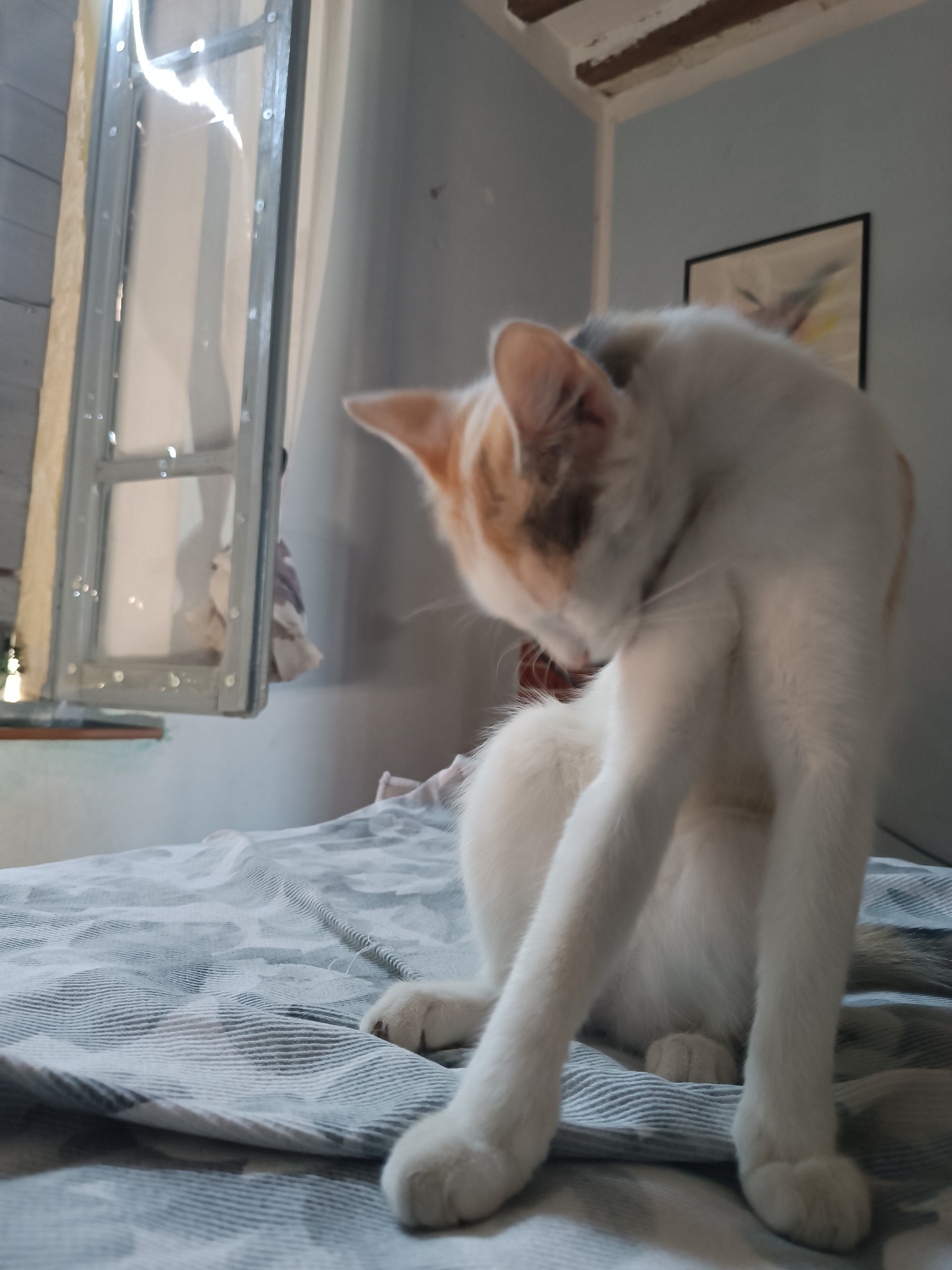 A ginger and white cat is grooming itself on a bed. The cat is positioned in the center of the frame, with its back arched and its head turned to lick its leg. The bed is covered with a patterned blanket. In the background, a window with a metal frame is visible, with curtains drawn to one side. The room appears to be a bedroom, with a framed picture on the wall. The lighting suggests it is daytime, with light coming from the window. The image is taken from a slightly low angle, looking up at the cat. The cat's fur is primarily white with patches of ginger on its head and back. Its paws are white and appear soft. The blanket has a striped and patterned design in shades of grey and white. The window frame is metallic and shows signs of wear. The wall behind the cat is painted a light blue-grey. The ceiling has exposed wooden beams.
