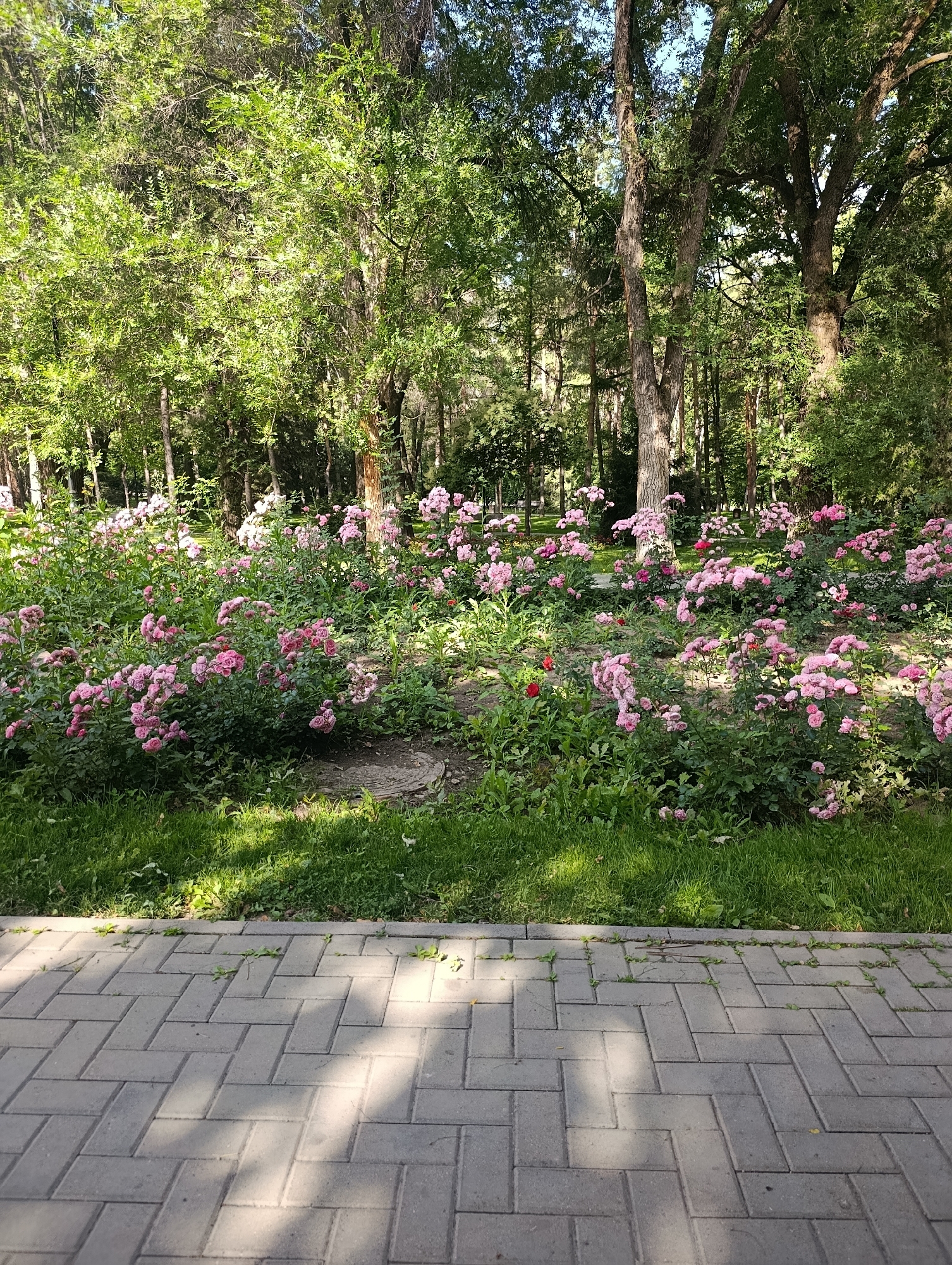 In Almaty, Kazakhstan, a paved walkway of gray interlocking bricks is in the foreground. The bricks are laid in a herringbone pattern. Beyond the walkway is a strip of green grass, which is unevenly mown and has patches of sunlight and shadow. Behind the grass is a dense bed of pink roses, with occasional red roses interspersed. The rose bushes are low-lying and are in full bloom, with numerous clusters of flowers. In the background, tall trees with lush green foliage create a dense canopy, suggesting a park or garden setting. The lighting indicates it is daytime, likely late morning or early afternoon, with sunlight filtering through the trees. There are no people visible in the image. The scene depicts a well-maintained public outdoor space.