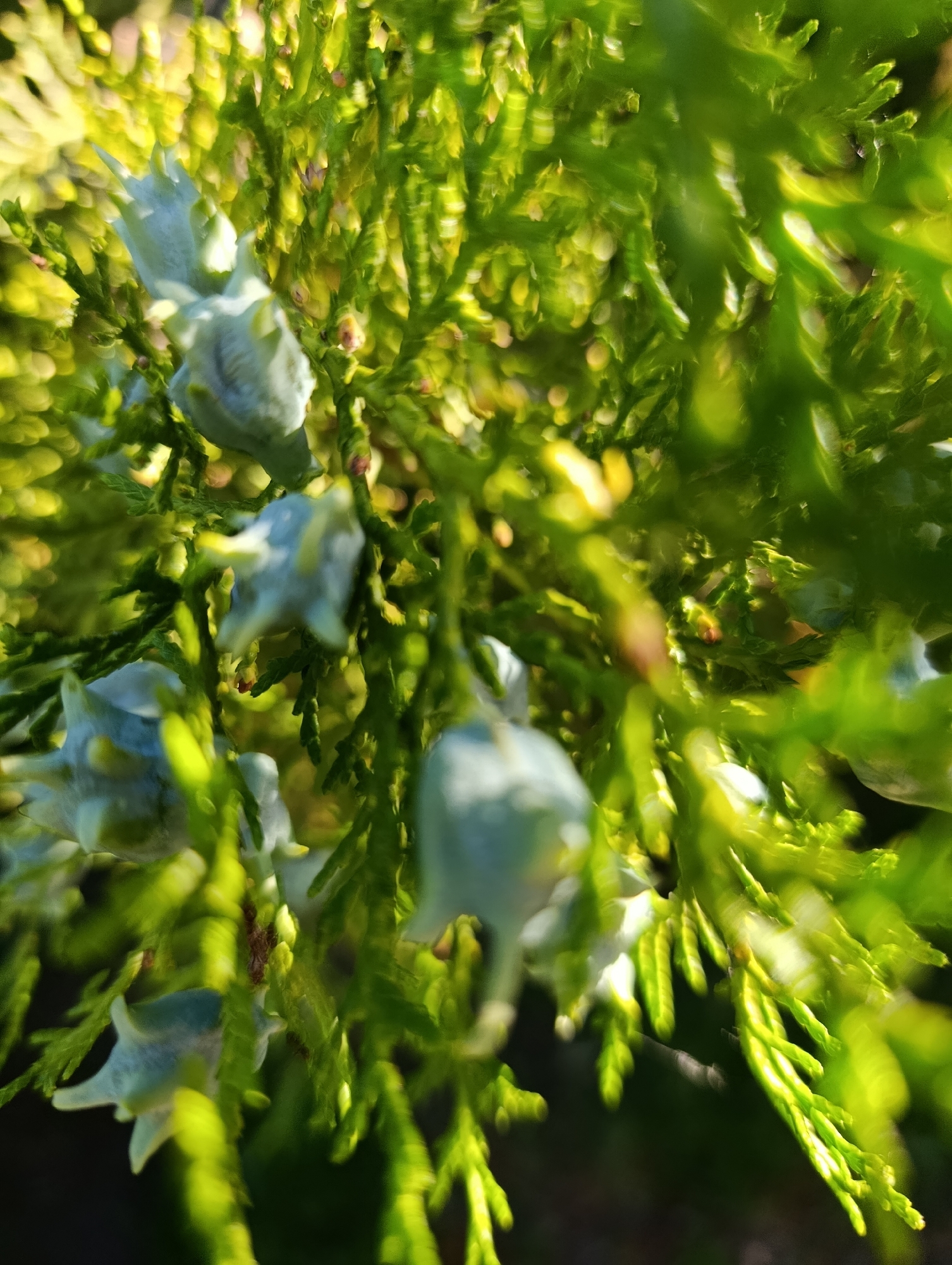 The image displays a close-up view of a conifer branch with several small, pale blue cones. The foliage is a vibrant green, with some areas catching the sunlight, creating a luminous effect. The cones are star-shaped, with pointed tips, and appear to be in various stages of development. The background is a blur of green and yellow, suggesting a soft focus or bokeh effect, which isolates the cones and foliage as the primary subjects. The scene appears to be outdoors, likely in a natural setting. No specific details about the city of Doslidne, Ukraine, are discernible from the image itself.