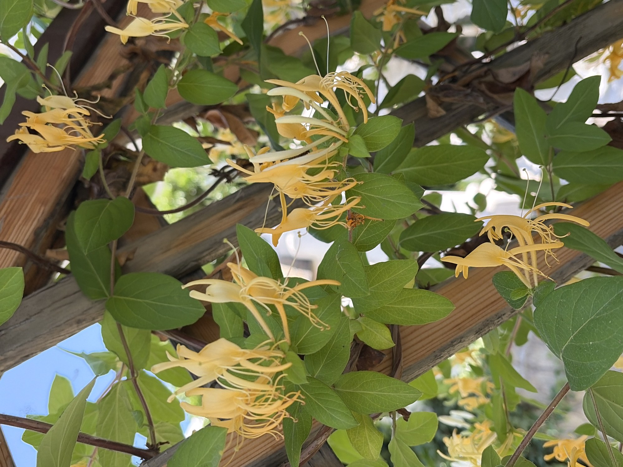 This image shows a close-up of yellow honeysuckle flowers and green leaves against a wooden trellis and a bright blue sky. The honeysuckle flowers are trumpet-shaped with long, delicate tendrils. Some of the flowers are in focus, while others are blurred in the background, creating a sense of depth. The green leaves are oval-shaped and veined. The wooden trellis is made of diagonal beams, providing a rustic texture to the scene. The sky is visible through the gaps in the trellis, adding a touch of color and indicating an outdoor setting. The overall impression is one of natural beauty and tranquility. The location is Unknown, Unknown.