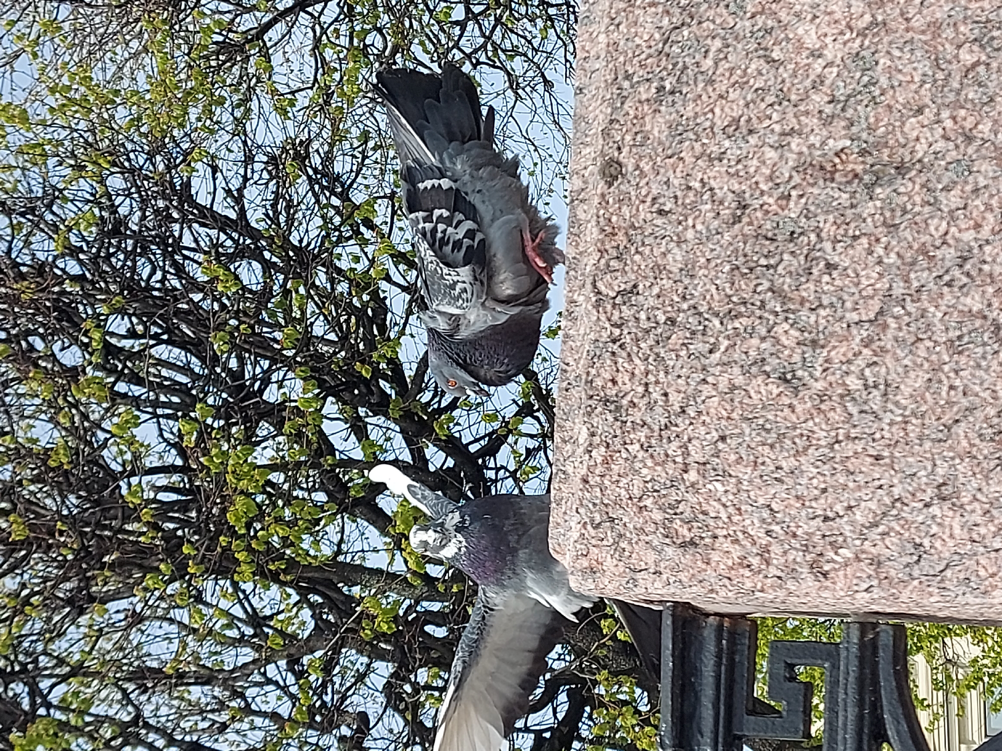 A pigeon hangs upside down from a granite monument base in Saint Petersburg, Russia. Another pigeon flies towards the monument. A tree with light green leaves stands in the background. A black wrought iron fence supports the monument base. The sky is pale blue.
