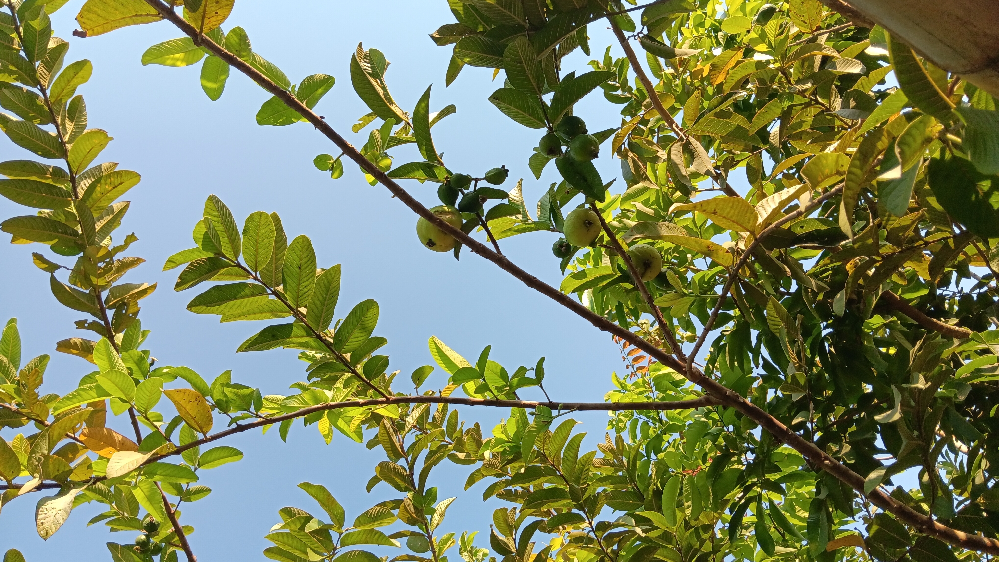 This is a low-angle, outdoor, close-up photograph of a guava tree in Sonobekel, Indonesia. The sky is a clear, pale blue and serves as the background. The branches of the tree are brown and extend upwards and outwards, covered in vibrant green leaves. Several green guavas are visible on the branches, some are small and round, while others are slightly larger and oval-shaped. The leaves are mostly green, but some are yellowing, suggesting a change in season or ripeness. The sunlight illuminates the leaves from behind, highlighting their texture and veining. The overall scene is natural and captures the growth of fruit on a tree.