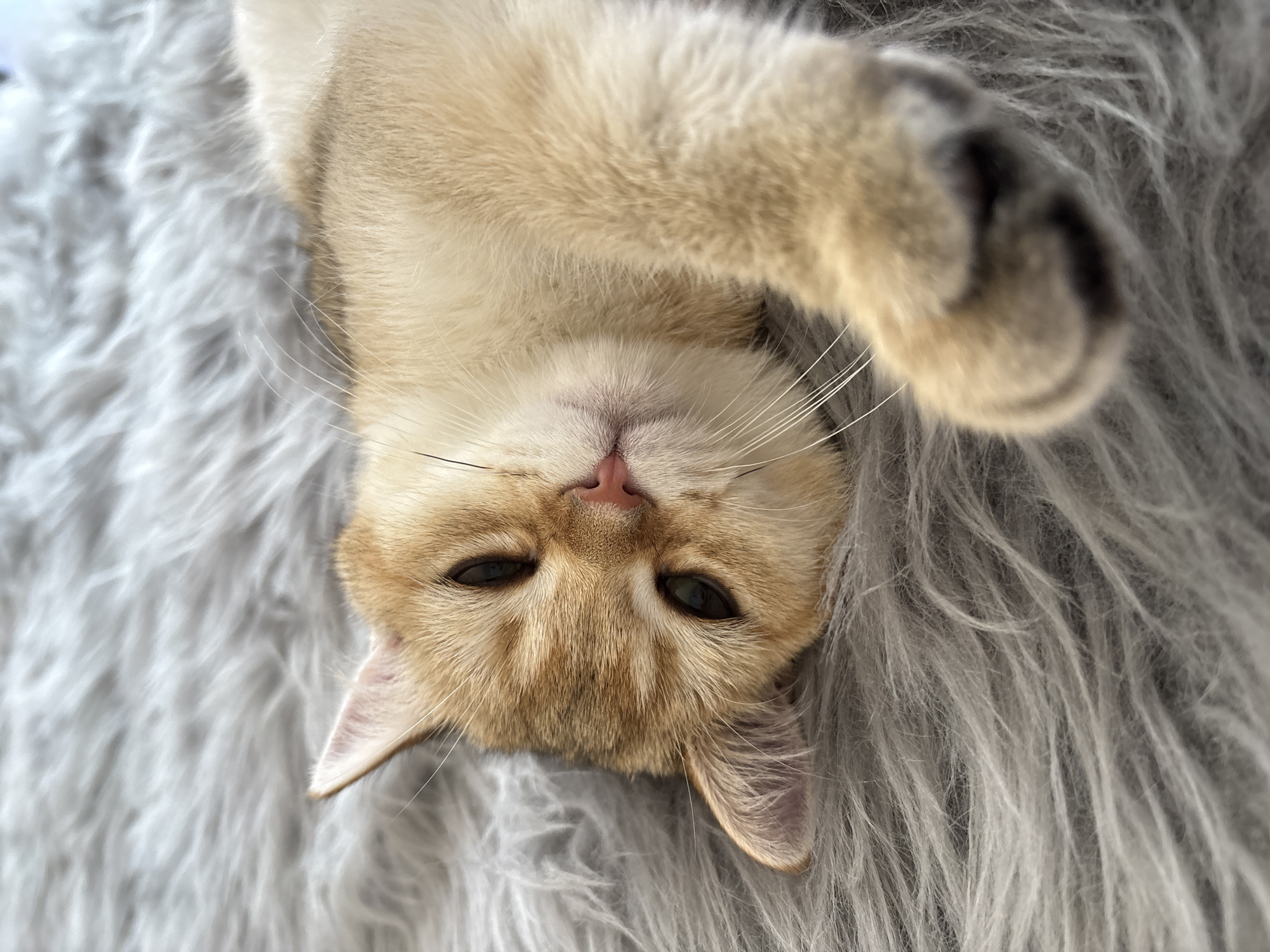 This is a close-up, upside-down, eye-level shot of a golden-furred cat lying on a fluffy, grey rug. The cat's face is centered, with its pink nose and a glimpse of its mouth visible. Its dark, almond-shaped eyes are partially closed, giving it a relaxed or sleepy appearance. Long, white whiskers fan out from its muzzle, and its ears are perked slightly, suggesting alertness despite its relaxed posture. One of the cat's front paws is raised and extended towards the camera, its dark toe beans peeking out from the fur. The background is dominated by the soft, textured grey fur of the rug, which provides a contrasting backdrop to the cat's lighter fur. The lighting is soft and diffused, casting no harsh shadows, and the overall impression is one of comfort and tranquility. There is no visible text in the image. The location context suggests the photo was taken in Bönnigheim, Germany.