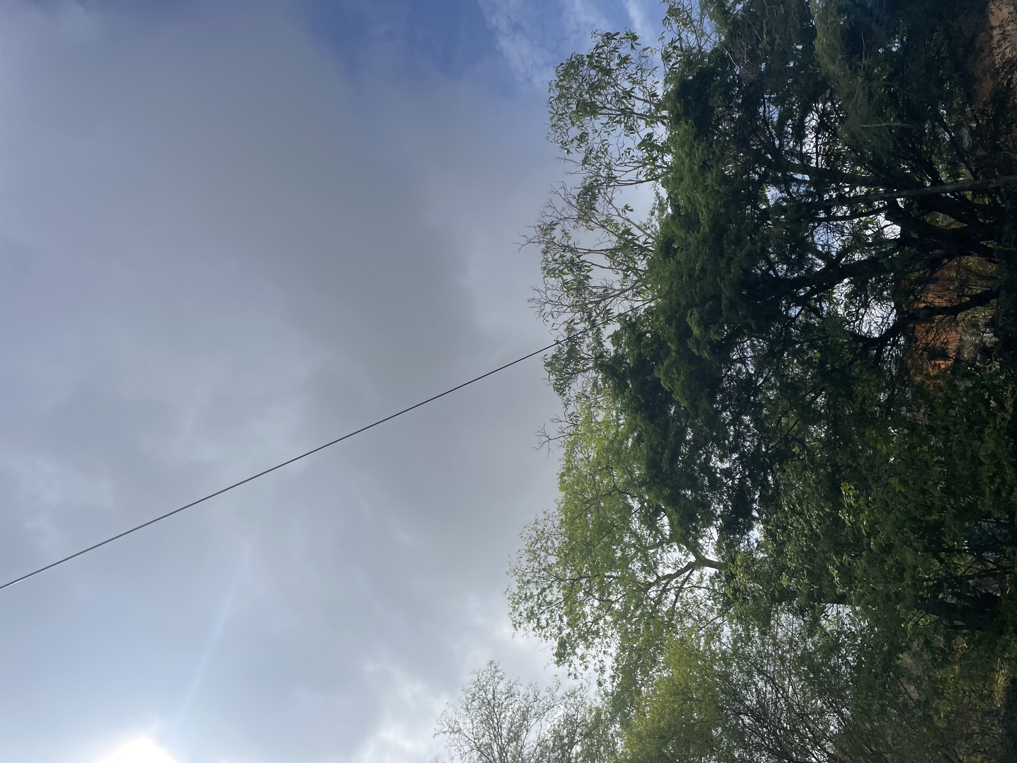This is an outdoor, upward-facing, full shot taken on a cloudy day in La Asunción, Venezuela. The image features a canopy of lush green trees, with their branches and foliage filling the lower half of the frame. Above the trees, a vast, overcast sky dominates the upper portion, with patches of blue sky visible through thinner clouds. A single, thin black wire stretches diagonally across the sky from the upper left to the lower right. The sun is partially visible in the upper left corner, casting a bright glow through the clouds. The scene appears to be a natural, perhaps somewhat wild, area within the city, characterized by dense vegetation and a dynamic sky.
