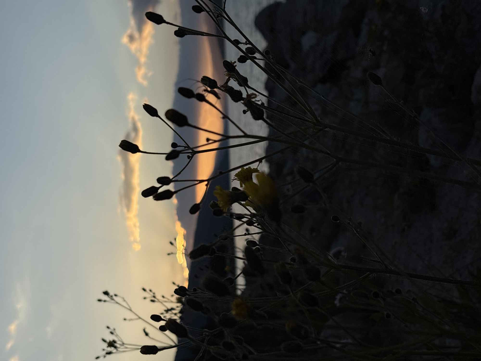 A close-up, silhouette shot captures dry plant stalks with seed pods against a twilight sky and distant mountains. The foreground is dominated by dark, thin plant stems and their seed pods, with a few small yellow flowers visible. In the mid-ground, the calm water of a lake or sea is visible, with a faint reflection of the sky. Behind the water, a range of dark, silhouetted mountains stretches across the horizon. The sky is a gradient of soft blues and oranges, with wispy clouds tinged by the setting sun. The overall mood is serene and quiet, emphasizing the natural beauty of the landscape at dusk. The image appears to be taken outdoors in a natural setting, possibly near a body of water.