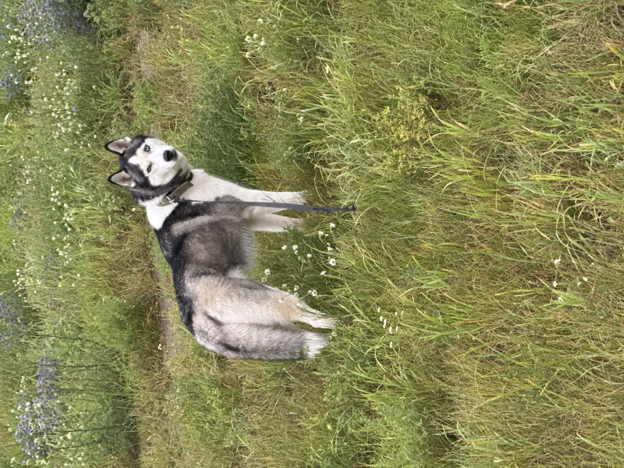 A Siberian Husky stands in a grassy field with scattered wildflowers. The dog is facing the camera, with its head turned slightly to its left. It has a black and white coat, blue eyes, and is wearing a dark collar. The field is lush with green grass and dotted with small white and purple flowers. In the background, more wildflowers are visible, along with some taller green plants. The lighting suggests it is daytime, likely overcast, given the soft shadows. The location is the city of Tolyatti, Russia.