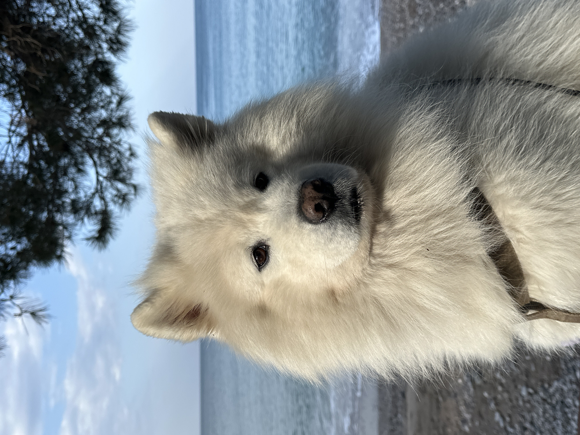 A vibrant, sunlit close-up portrait features a fluffy white dog, resembling a Samoyed, looking directly at the camera with a calm and curious expression. The dog, positioned towards the right side of the frame, has dark, expressive eyes, a black nose, and dark lips. A dark collar or harness strap is partially visible around its neck and shoulder.
The setting is a sunny beach or shoreline in Šušanj, Montenegro. In the background, a vast body of water, likely the Adriatic Sea, stretches horizontally under a bright blue sky with scattered white clouds. The water surface shows subtle ripples. To the far left, a dark green pine tree or bush extends into the frame, partially obscuring the sky. The ground immediately around the dog appears to be composed of light-colored sand and small pebbles.
The time of day is clearly bright daylight, with strong sunlight illuminating the dog's pristine white fur, highlighting its texture and creating soft shadows. The overall weather is clear and sunny. There is no visible text in the image.