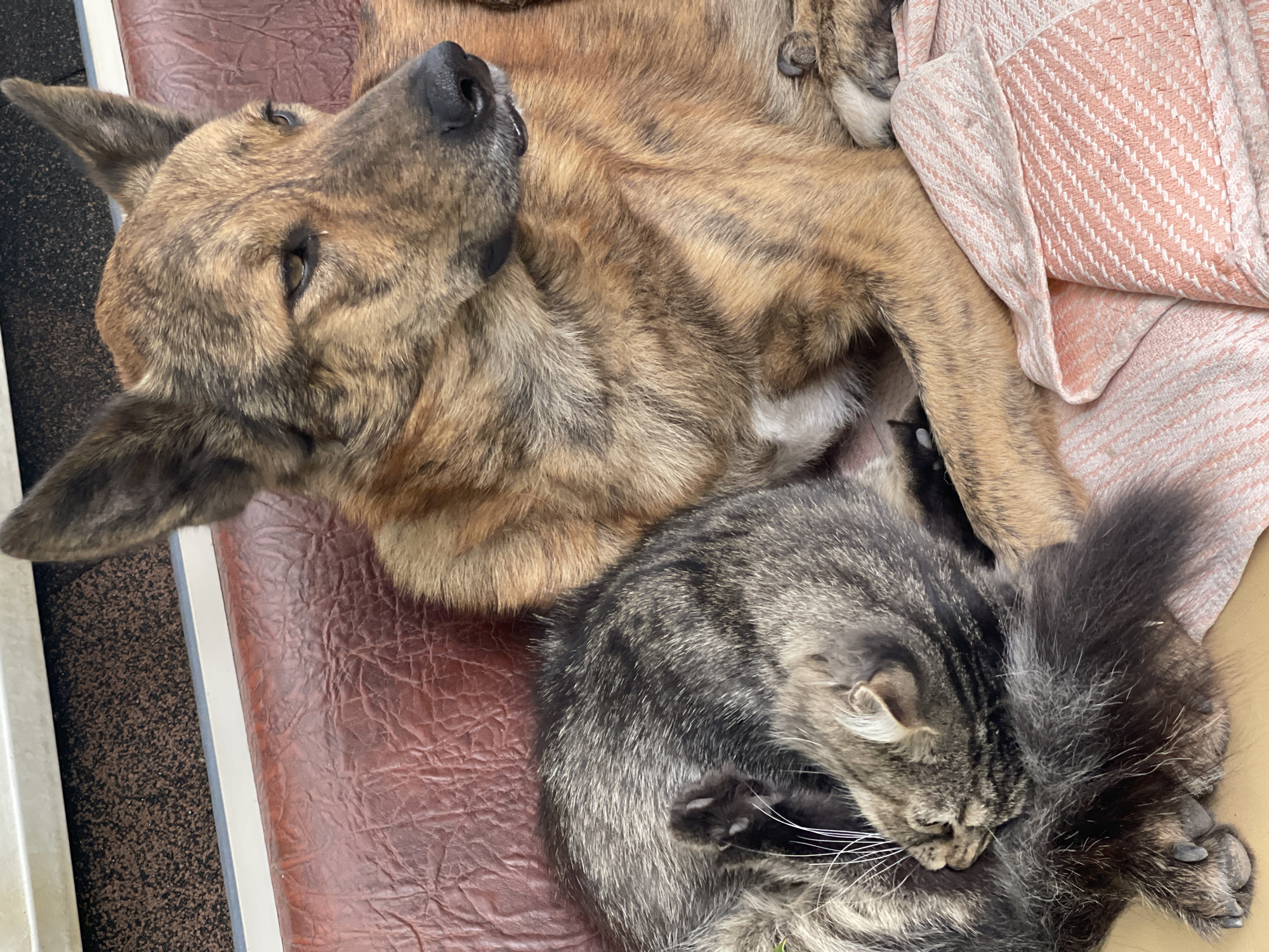 In Radisne, Ukraine, a tabby cat is curled up asleep, nestled against a brindle-colored dog. The animals are lying on a reddish-brown, textured surface that appears to be upholstery, possibly a bench or seat. A pink and white patterned blanket is visible underneath them. The background shows a glimpse of a dark textured surface and a light-colored edge, suggesting an indoor or sheltered outdoor setting. The cat is tightly curled, with its head tucked in, while the dog is lying on its side, its head turned away from the camera. The lighting suggests it is daytime.