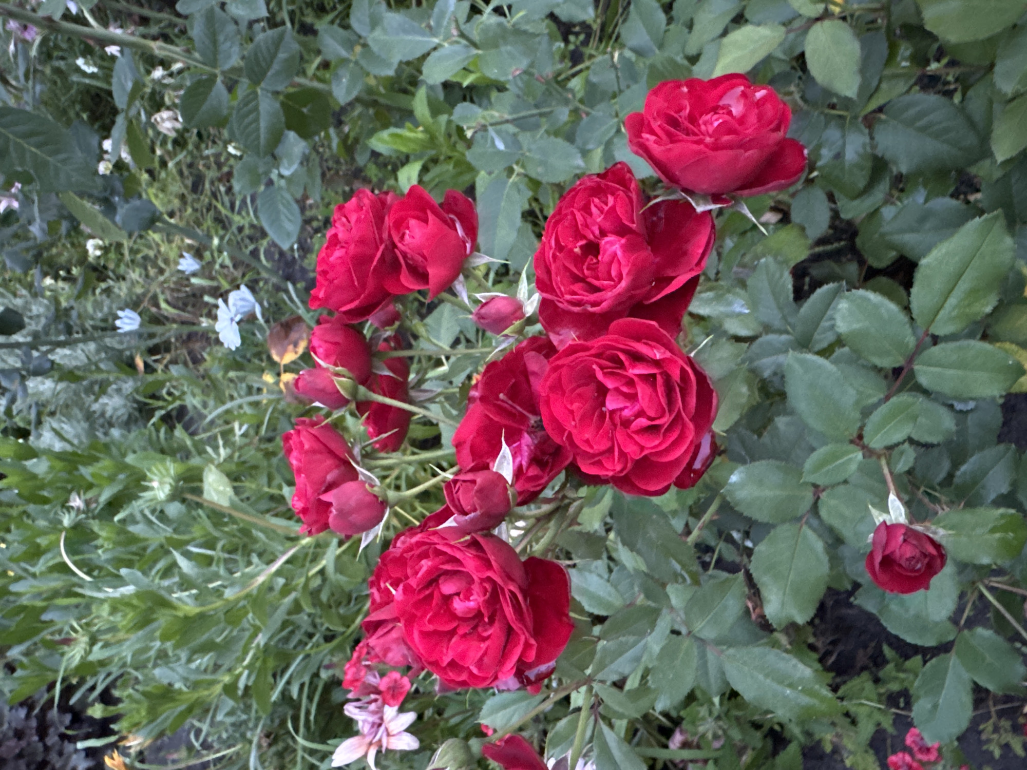 A close-up, vertical shot focuses on a cluster of vibrant red roses in bloom amidst lush green foliage. The roses, with their intricate petal structures, are the primary subjects, some fully open and others in bud. Interspersed among the roses are smaller, lighter pink and white flowers, as well as delicate blue blossoms, suggesting a garden setting. The background consists of densely packed green leaves and stems, with hints of darker soil visible at the bottom. The overall impression is one of a flourishing natural environment, likely a garden in Chykalivka, Ukraine, characterized by a variety of flowering plants.