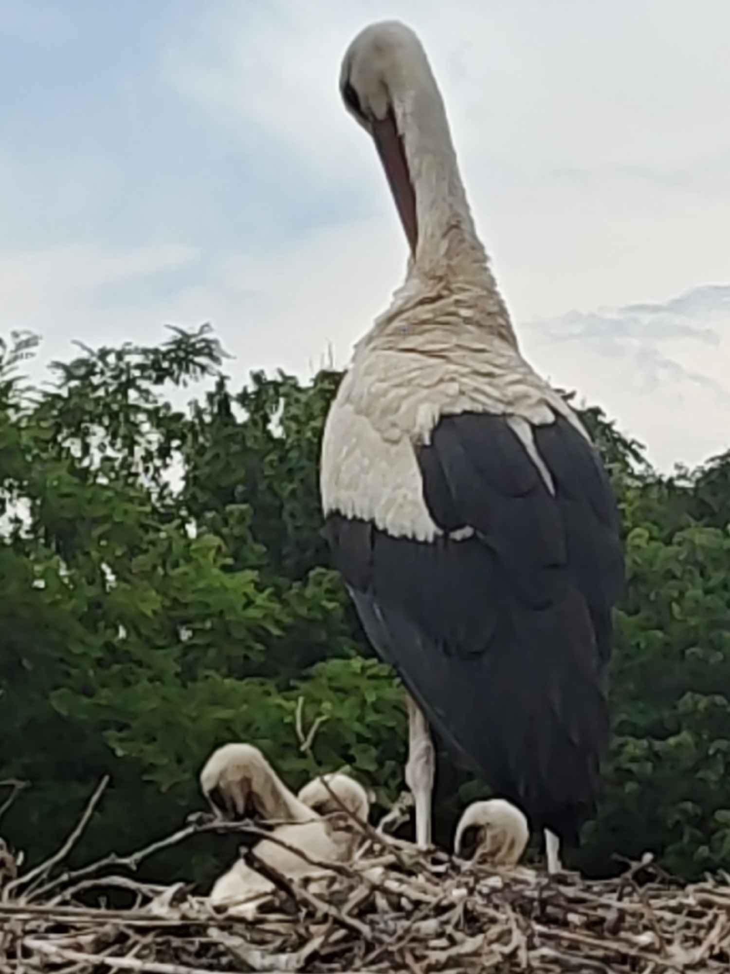 An adult white stork (Ciconia ciconia) stands prominently in its large, twig-built nest, captured from a low-angle perspective. The stork's back is mostly to the viewer, revealing its distinctive white plumage on the body and upper wings, contrasting with dark black flight feathers. Its long neck is gracefully curved downwards, suggesting it is looking at or tending to the three small, light-colored chicks nestled within the deep confines of the nest. The chicks appear to be huddled together, largely obscured by the nest material and the parent.
The nest is situated against a backdrop of dense, lush green trees and bushes, indicating a natural or semi-natural environment. Above the trees, a bright, expansive sky with scattered white clouds dominates the upper portion of the frame, suggesting it is daytime. The overall scene depicts a moment of parental care and vigilance within a stork family's nest, likely located in Kulata, Bulgaria, a region known for stork populations. There is no visible text in the image.