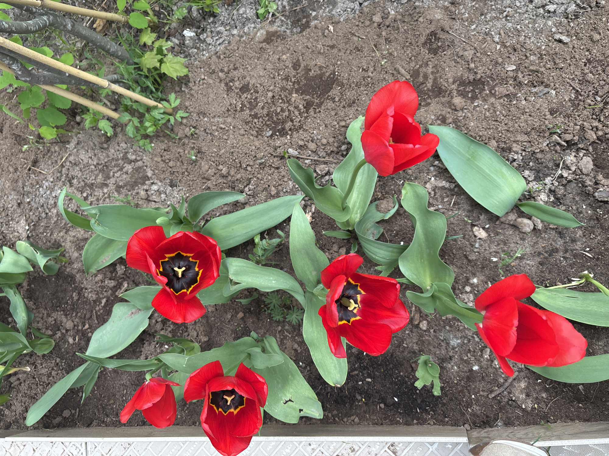 A high-angle shot depicts a garden bed with several bright red tulips in bloom. The flowers are the primary focus, each displaying a dark center. The petals appear slightly open, revealing their unique black and yellow interior markings. Green leaves surround the tulips, adding a backdrop of color to the bright blossoms. The soil is visible in between the plants. The scene is situated on what appears to be Saint Petersburg, Russia. Additional elements in the periphery include a small part of the city landscape, a fragment of what appears to be a structure or wall.