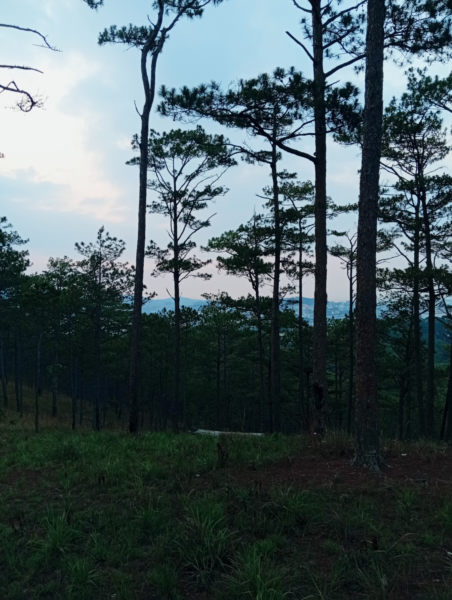 The image depicts a landscape in Da Lat, Vietnam. The foreground features a grassy terrain with sparse vegetation. Several tall, slender pine trees dominate the scene, their trunks rising vertically. In the background, a dense forest extends towards a hazy, blue-tinted horizon. The sky is a mix of pale blue and muted pink hues, suggesting twilight. A glimpse of city buildings is visible through a break in the trees in the mid-ground. No people or animals are visible.