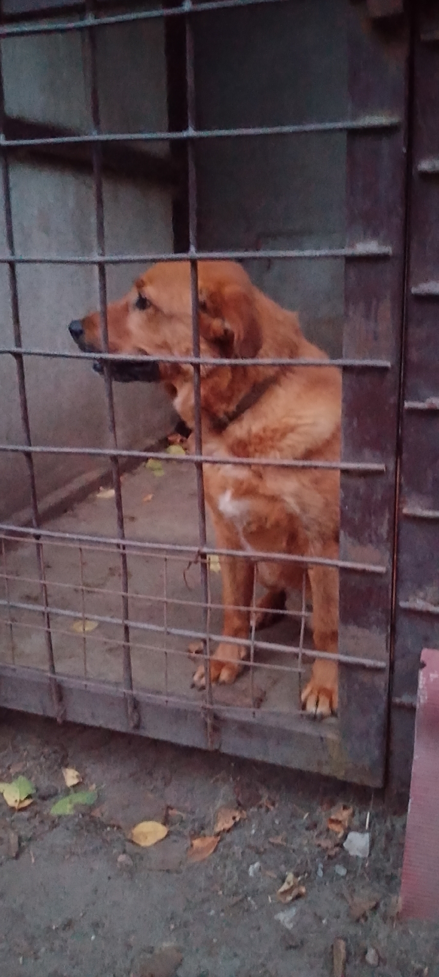 A medium-sized, ginger-colored dog is inside a cage. The cage has metal bars and a concrete floor. The dog is looking to its left, and its fur is slightly matted. There are some fallen leaves on the ground outside the cage. The background appears to be a gray concrete wall. The scene is likely outdoors, possibly in a yard or a designated animal enclosure. The location is in the city of Belgorod, Russia.