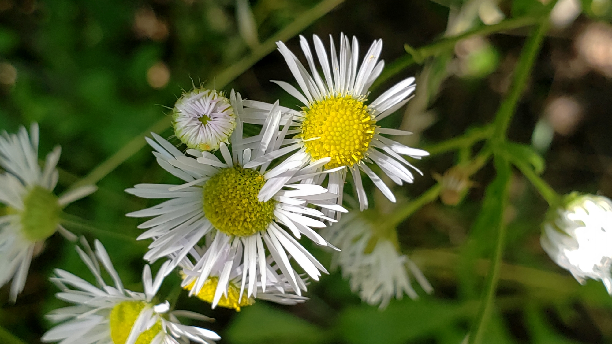 This is a close-up, vertical, medium shot of multiple white and yellow daisy-like flowers, some in bloom and one bud, against a blurred green background. The flowers have numerous thin, white ray petals radiating from a central yellow disc. The focus is sharpest on the two prominent flowers in the foreground and a smaller bud above them. The background is composed of out-of-focus green foliage and dark shadows, suggesting an outdoor setting with natural light. The image does not depict any identifiable landmarks of Prešov, Slovakia, nor does it show any people or specific actions. It is a botanical photograph of wildflowers.