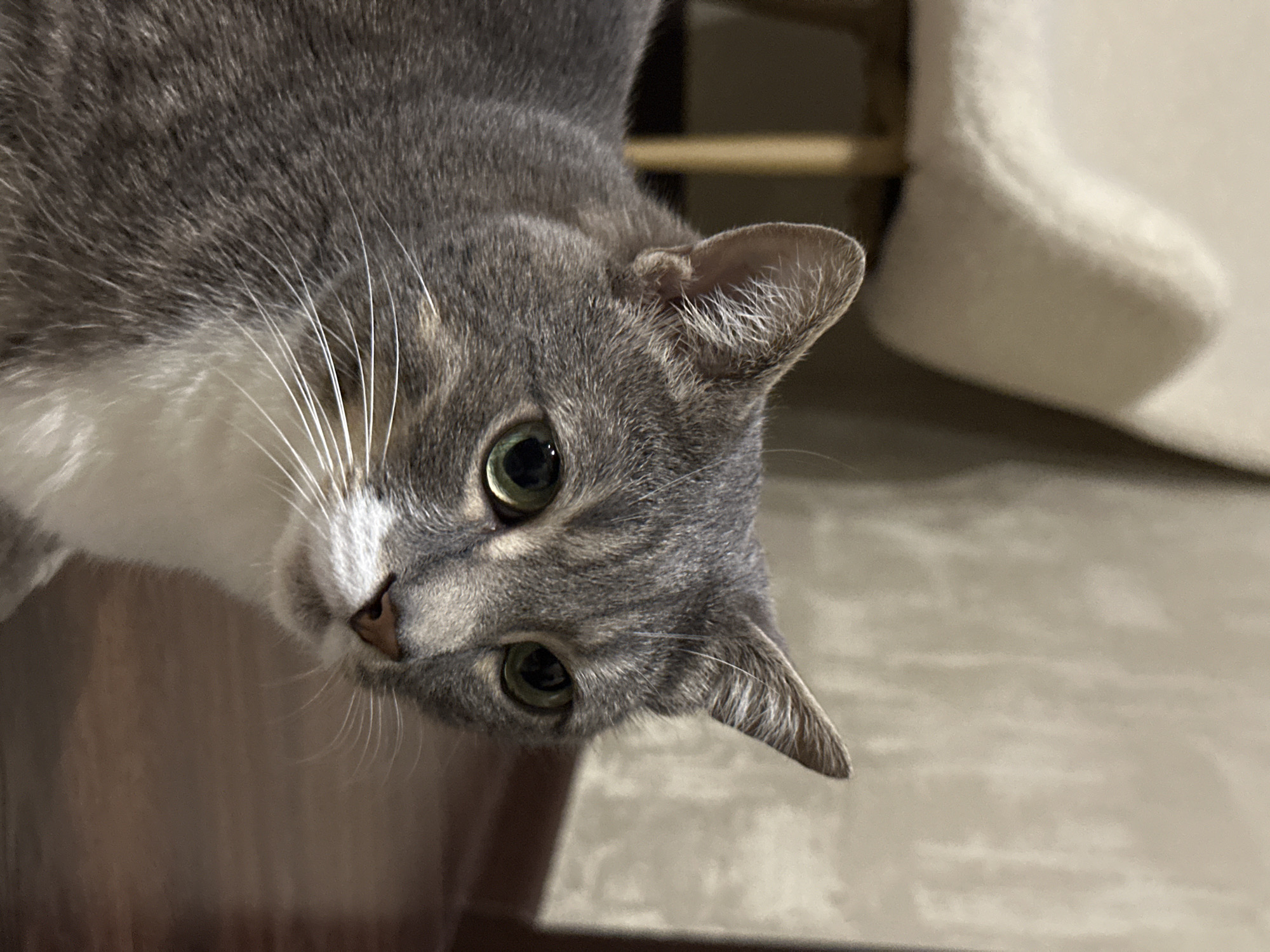 A close-up, eye-level shot shows the head and upper body of a gray tabby cat with green eyes. The cat is looking to the right of the frame. The background includes a blurry off-white chair with wooden legs and a wall with a textured finish. The floor is made of dark wood.