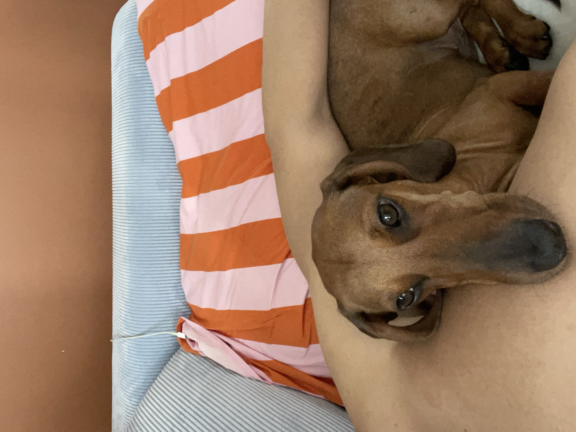 A close-up, eye-level shot shows a brown dachshund dog lying on a person's lap. The dog's head is turned towards the camera, with its large, dark eyes looking directly at the viewer. Its ears are floppy and brown, and its nose is black. The dog's body is mostly obscured by the person's arm and leg, but its fur appears to be a short, smooth brown.
The person's arm is visible draped over the dog, and their skin tone is light. A striped blanket, with alternating bands of orange and pink, is visible behind the dog and person, covering a blue, ribbed couch. The background is a solid, warm brown color, likely a wall. A white charging cable is draped over the blue couch. The scene appears to be indoors, in a casual setting.