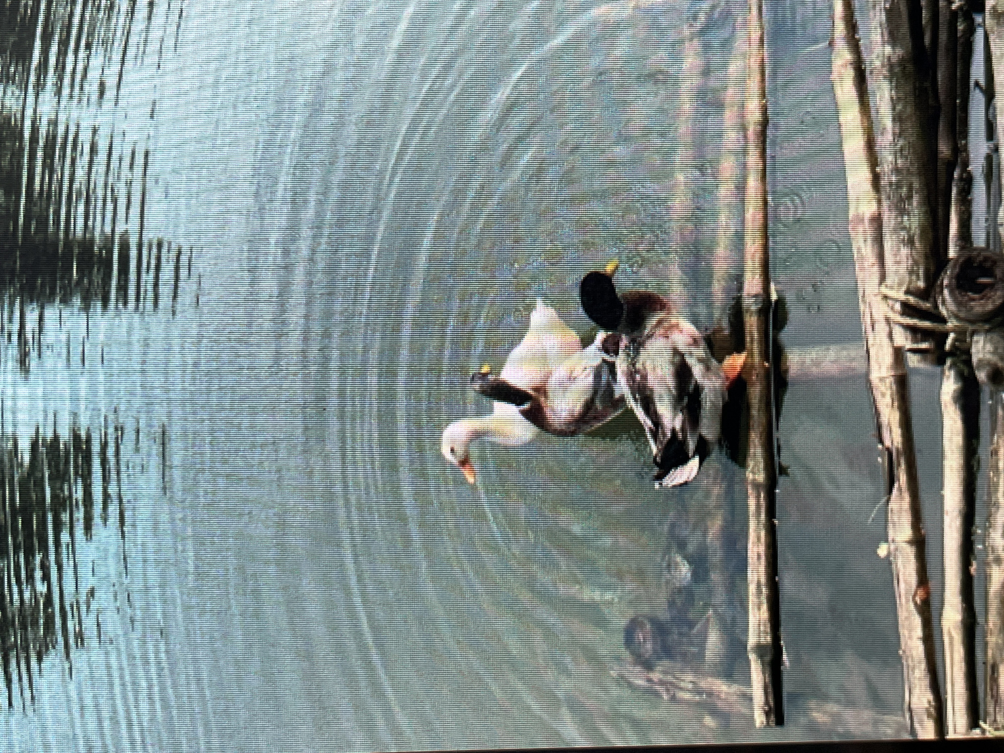 Three ducks are in shallow water, resting on a wooden structure. One duck, which is white with an orange beak, is facing left. Behind it and slightly to the right, a second duck, mostly brown and black with a yellow beak, is facing left. In front of the second duck and to its right, a third duck, also brown and black with a black head and yellow beak, is facing left. The ducks are on a surface made of horizontal wooden planks, with more planks visible below them. The water is rippled and reflects the sky and possibly trees. The scene appears to be outdoors in a natural setting, possibly a pond or a slow-moving waterway. There is no identifiable urban or specific Sejahtera, Indonesia context in the image.