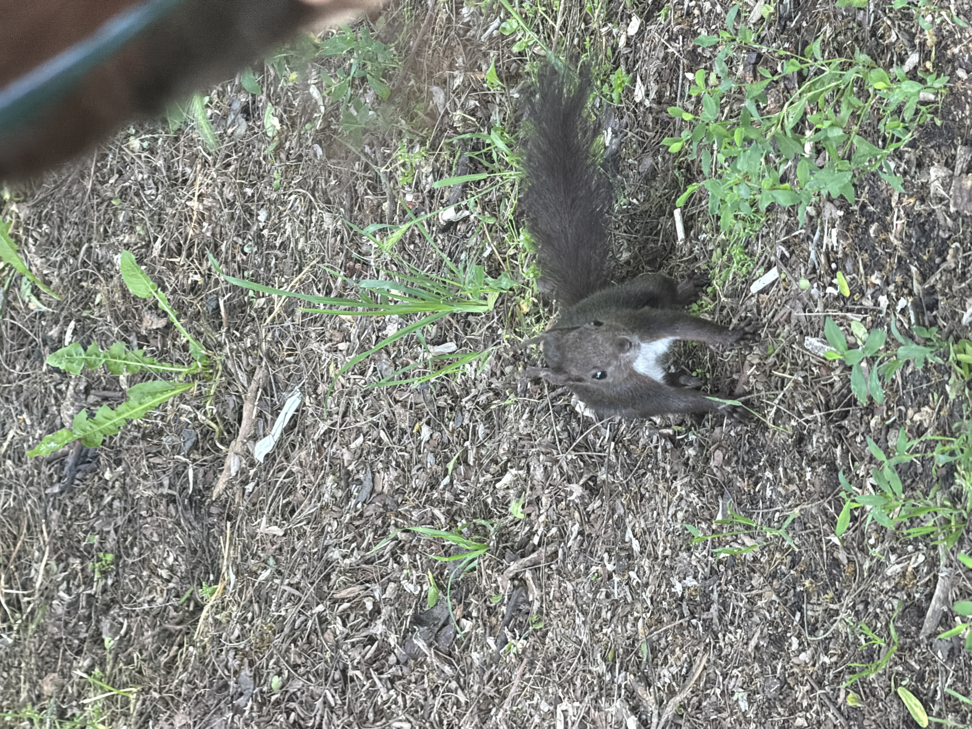 An European red squirrel (Sciurus vulgaris) with a dark brown to black fur coat and a distinctive white chest and chin is centered in the lower middle of the frame, facing the viewer directly. Its bushy tail extends to the right. The squirrel is standing on disturbed ground covered predominantly with dry, fragmented leaf litter, small twigs, and dark soil. Sparse green vegetation, including slender blades of grass and broader leafy plants, emerges from the detritus, particularly in the lower left and upper right sections. A blurred, dark brown object with a faint green edge is partially visible in the upper right corner, suggesting an immediate foreground element or object held by the photographer. The scene takes place outdoors, possibly in a park or natural area within the city of Sofia, Bulgaria.