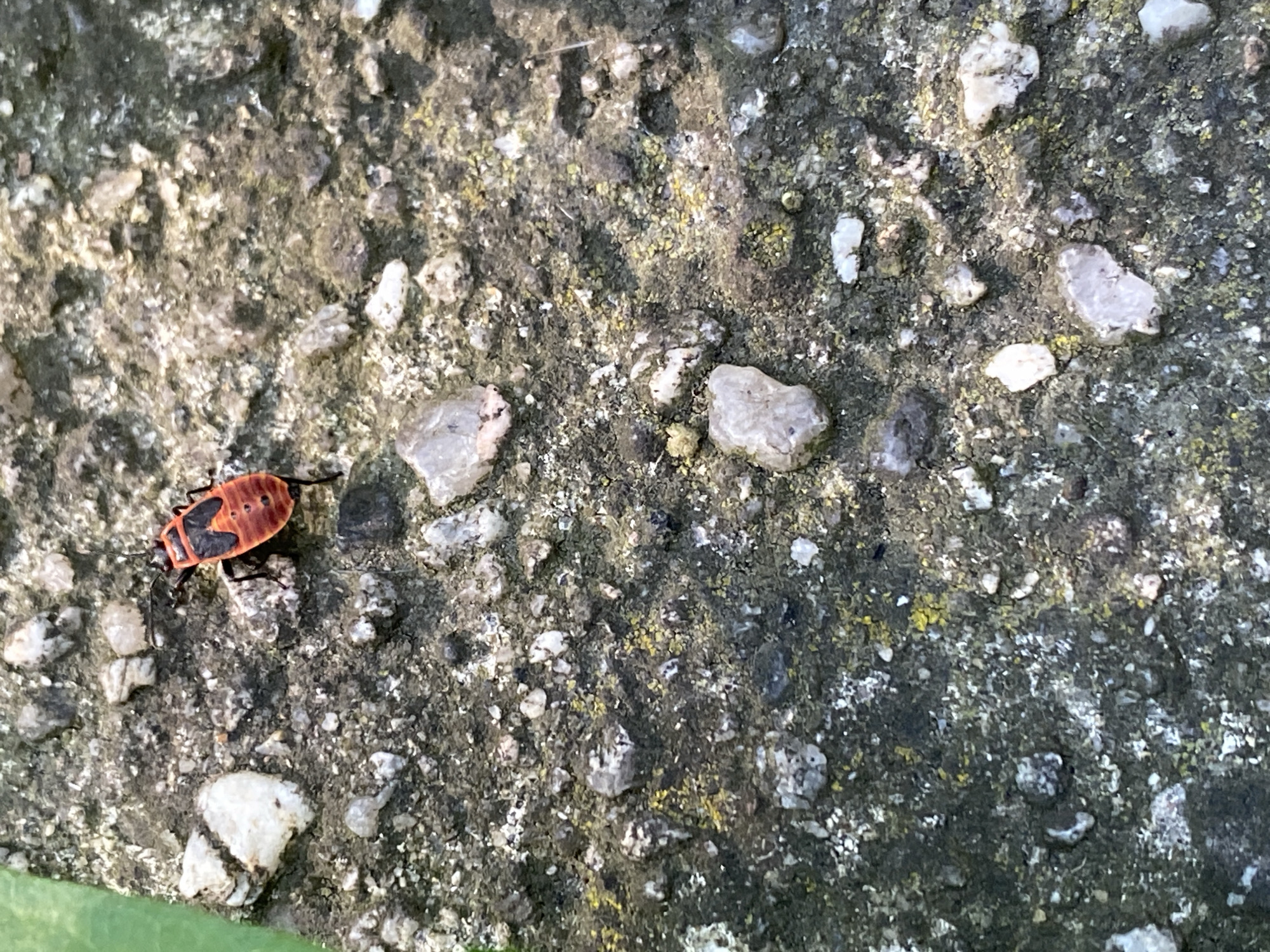 A red and black insect, likely a firebug, is positioned on a rough, greyish surface with embedded white and translucent stones. The insect, facing towards the upper right of the frame, has a distinctly segmented body with prominent black markings on its red carapace and black legs. The surface appears to be concrete or a similar material, with areas of green moss or lichen visible in the upper left corner. The lighting suggests it is daytime. The image does not provide any information about the city of Bílina, Czechia.