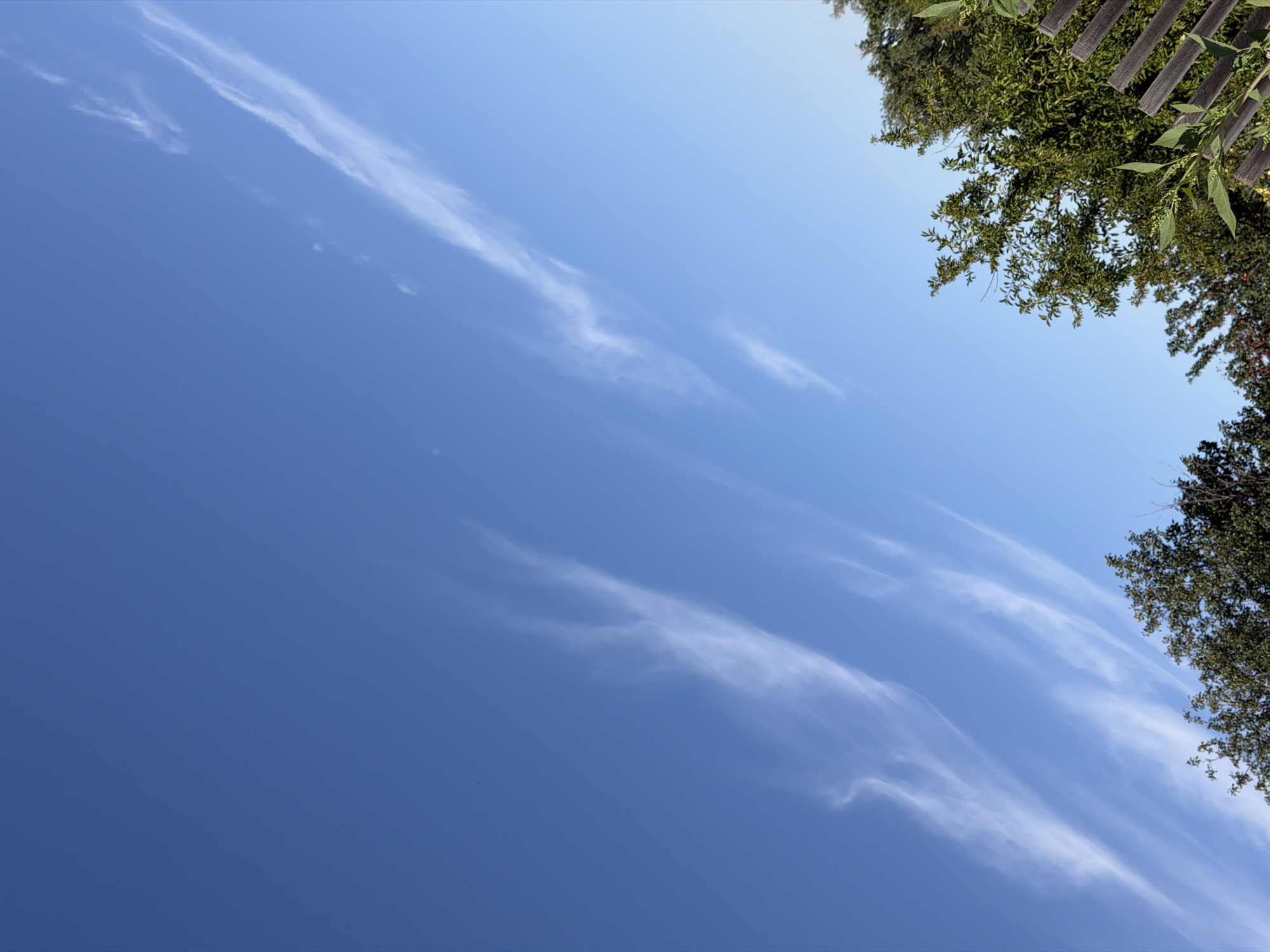 A wide-angle, low-angle outdoor shot captures a clear blue sky with scattered wispy white clouds. The sky occupies approximately two-thirds of the frame, stretching from the upper left to the lower right. In the bottom right quadrant, the tops of green trees and a weathered wooden fence are visible. The scene appears to be a snapshot of nature, potentially a park or a backyard. There are no people or discernible actions depicted. The lighting suggests it is daytime. The image does not contain any elements that would indicate a specific location within Pavlodar, Kazakhstan.