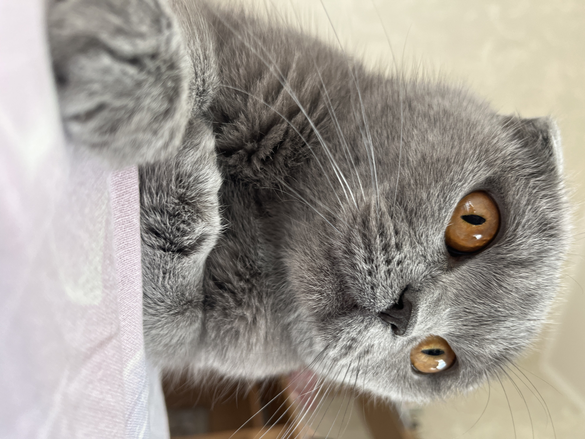 A close-up, rotated view focuses on a gray Scottish Fold cat. The cat has golden eyes. Part of the cat's body is obscured by a light-colored fabric. The background is a plain, light color. No specific location in Hrodna, Belarus, is identifiable.
