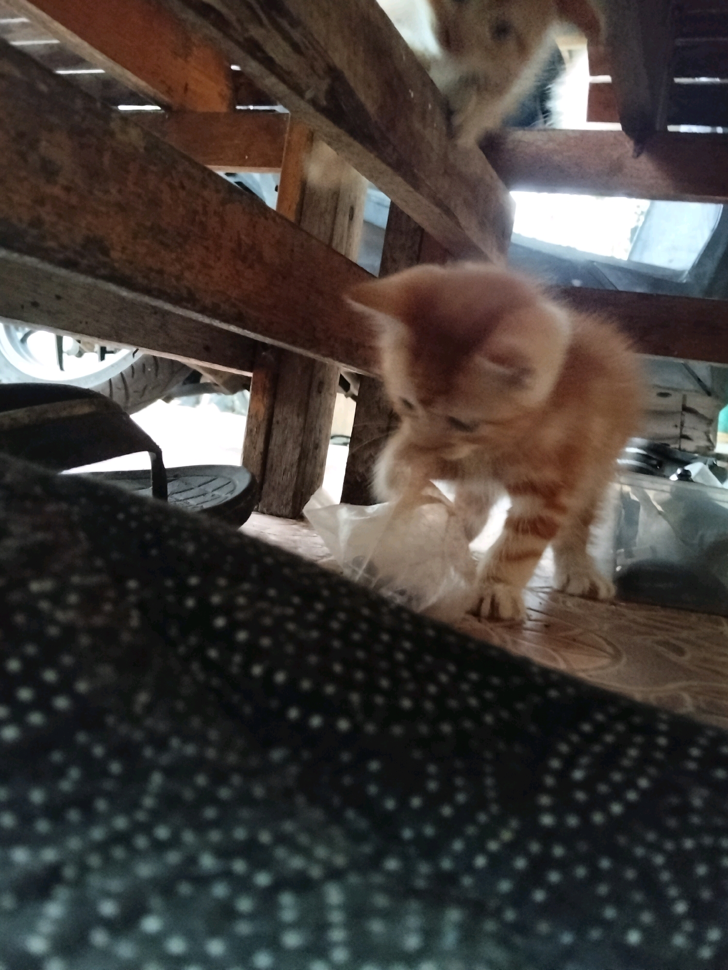 An orange kitten is playing with a clear plastic bag under a wooden structure. The kitten is small and fluffy with tabby markings on its legs. It is focused on the plastic bag, with its front paws extended towards it. The background is dimly lit and appears to be outdoors, possibly in a rural area of Arang Limbung, Indonesia, given the presence of what looks like a motorcycle tire and a simple wooden structure, common in such settings. A dark, patterned fabric is in the foreground, out of focus.
