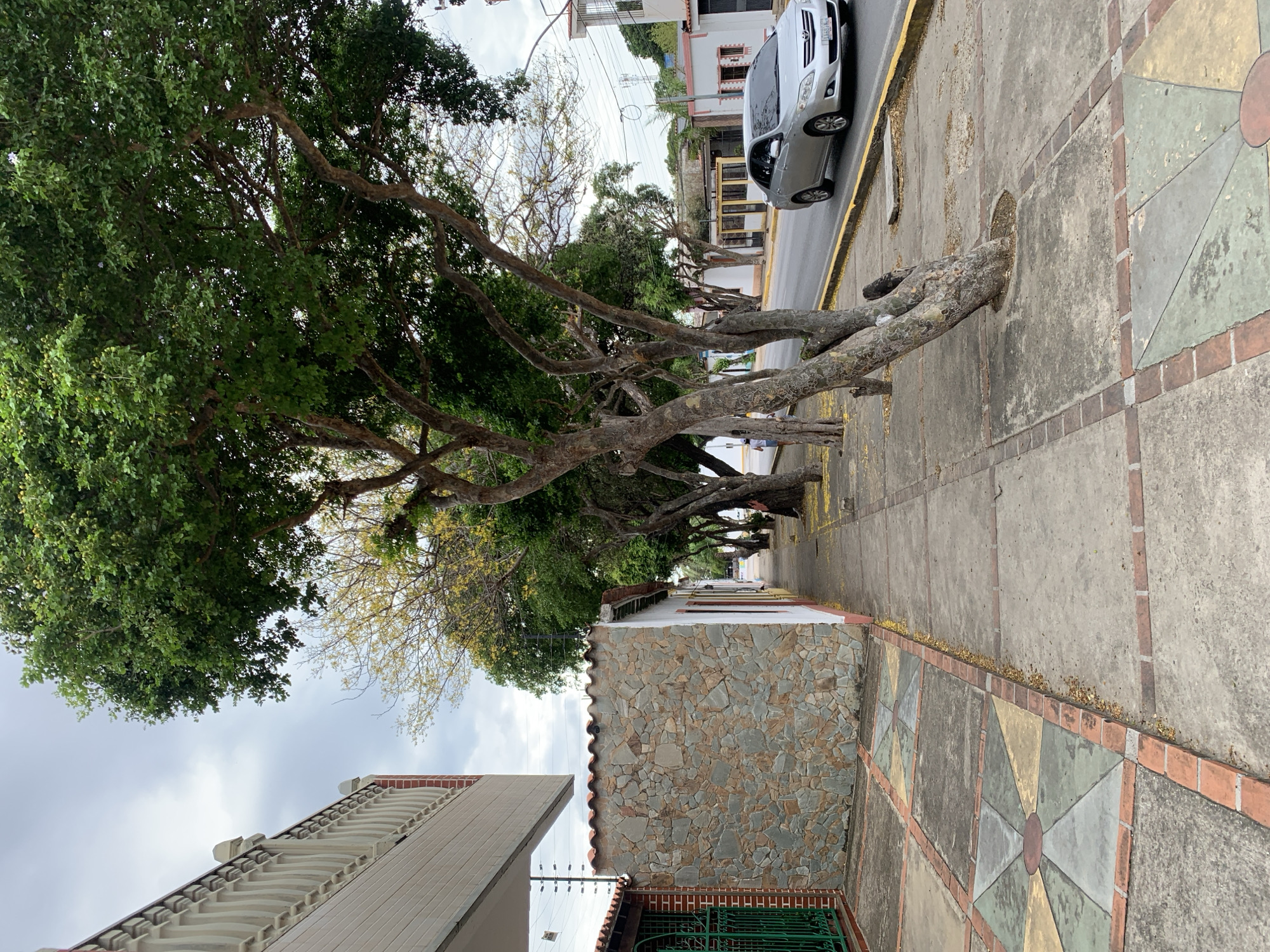 This image captures a street scene in Santa Ana, Venezuela, under an overcast sky. A concrete sidewalk, featuring sections with decorative multi-colored geometric tiles (grey, yellow, green, reddish-brown) framed by red brick, extends from the foreground into the mid-ground on the left. Scattered yellow leaves are visible on the sidewalk.
To the immediate left, a multi-story building with a light-colored facade and a white decorative balustrade on an upper level is partially visible. Below it, a section of red brick is present. Adjacent to this, a single-story structure features a facade clad with irregularly shaped, multi-colored stone or rock, topped with terracotta Spanish roof tiles. A green metal gate is visible to its left. Further along this building, its wall transitions to white paint with red trim around a partially visible opening. An electrical security fence is mounted along the top of a wall below the multi-story building.
A row of mature trees with thick, gnarled trunks and predominantly green foliage lines the left side of the sidewalk, their roots sometimes visible at ground level within circular sidewalk cutouts. One tree in the mid-ground exhibits yellow leaves.
Parallel to the sidewalk, a two-lane asphalt road is visible. A solid yellow line is painted along the curb. A silver sedan, appearing to be a Toyota Corolla, is traveling on the road towards the viewer's left. The car has tinted windows.
In the mid-ground on the left, a person, dressed in a white top and shorts, is partially obscured by a tree trunk, walking away from the viewer.
Further down the street, on the right side of the road, more trees line the street, and various single-story buildings with differing architectural styles and colors (white, light pink trim, yellow and dark-colored) are visible. Utility poles and overhead wires are present against the cloudy sky in the background. The overall scene suggests a residential or mixed-use urban environment.