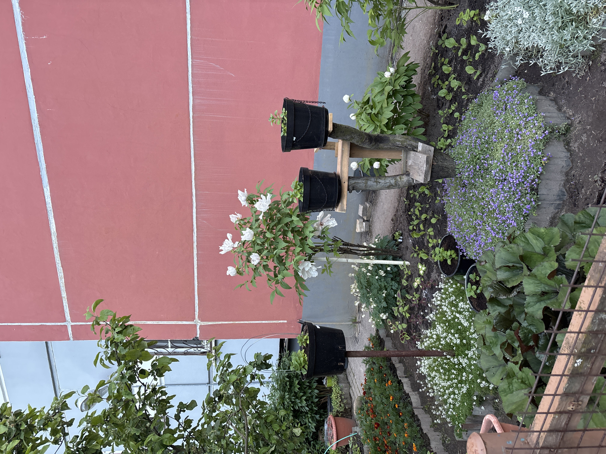 The image presents a vibrant, well-tended garden space, likely a backyard or urban green area, viewed from a slightly elevated perspective. The dominant feature in the background is a tall, reddish-pink building wall with white vertical and horizontal lines, possibly indicating joints or repairs.
The garden itself is rich with various plants and flowers. In the mid-ground, a large bush with abundant white blooms, possibly hydrangeas or similar, stands prominently. Adjacent to this, a rustic wooden stand supports two black buckets, repurposed as planters, each holding small green plants. Another black pot, seemingly mounted on a metal pole, is visible to the left, also containing green foliage.
The ground-level planting includes a dense carpet of small purple flowers, creating a striking patch of color, and another area with delicate white flowers. Lush green foliage of various types fills the beds, alongside a silvery-green plant with bushy leaves. A winding path, made of light-colored stones or concrete, meanders through the garden. Towards the lower left, a large shrub or small tree with green leaves is visible, and a terracotta pot and a watering can rest on the ground. Part of a metal fence or grate is seen in the bottom right corner, suggesting a boundary. In the upper left, beyond the main red wall, a structure with a light blue/grey frame and glass panels, possibly a greenhouse or a building roof, is visible.
The scene depicts a peaceful, cultivated environment, showcasing a variety of plant life. The natural lighting suggests it is daytime, likely under overcast skies or during the softer light of morning or late afternoon, as shadows are minimal. No people are visible, and there is no discernible text within the image. The overall impression is one of a thriving personal garden, possibly within an urban setting in Saint Petersburg.