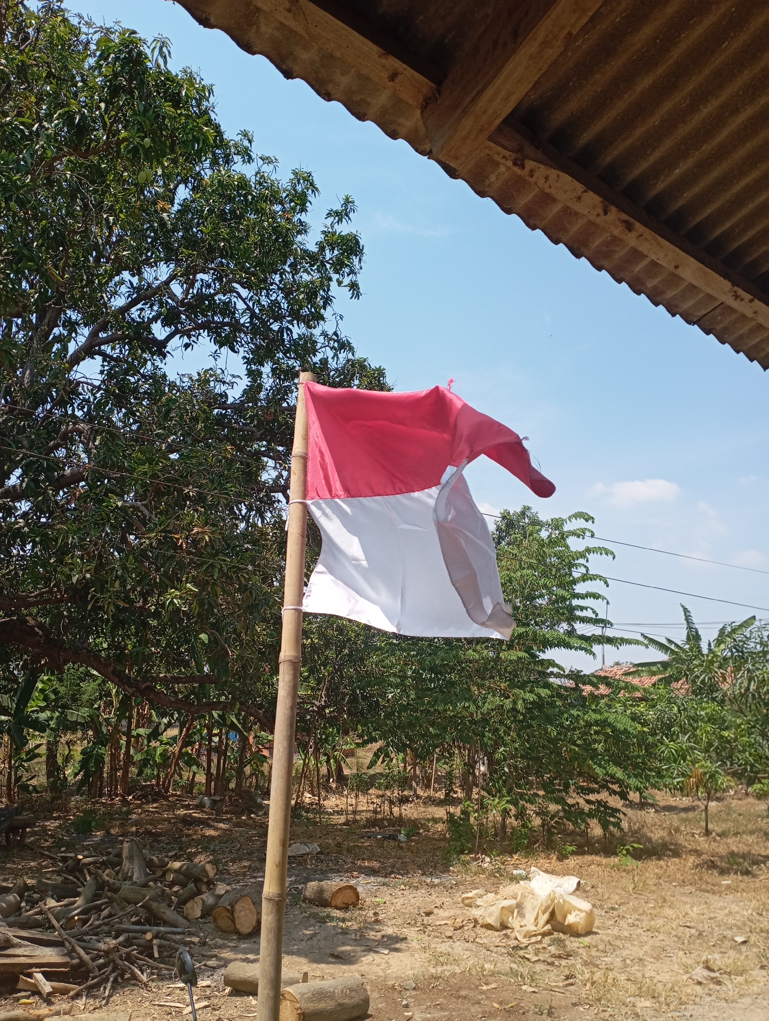 An Indonesian flag, red over white, flutters on a bamboo pole in a rural, outdoor setting. The flag is centrally located and dominates the mid-ground of the image. Behind the flag, a large tree with dense green foliage occupies the left side, with evidence of fruit visible. The ground is dry and dusty, scattered with cut logs and branches in the lower left quadrant. In the background, more trees and vegetation are visible, along with a few houses with red tile roofs. The sky above is clear blue with a few wispy clouds. A corrugated metal roof structure is visible in the upper right corner, partially obscuring the sky. The scene appears to be in Kecamatan Haurgeulis, Indonesia, given the context of the flag and the rural environment. There are no people or animals present in the image.