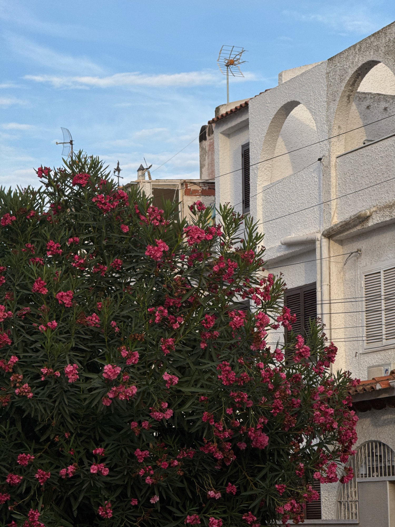 A flowering oleander bush with pink blossoms is in the foreground, partially obscuring a white stucco building with arched openings and shutters. The sky above is blue with scattered white clouds. Various antennas are visible on the rooftops of the building. The scene appears to be in Torrevieja, Spain, likely in a residential area given the architecture and presence of antennas.