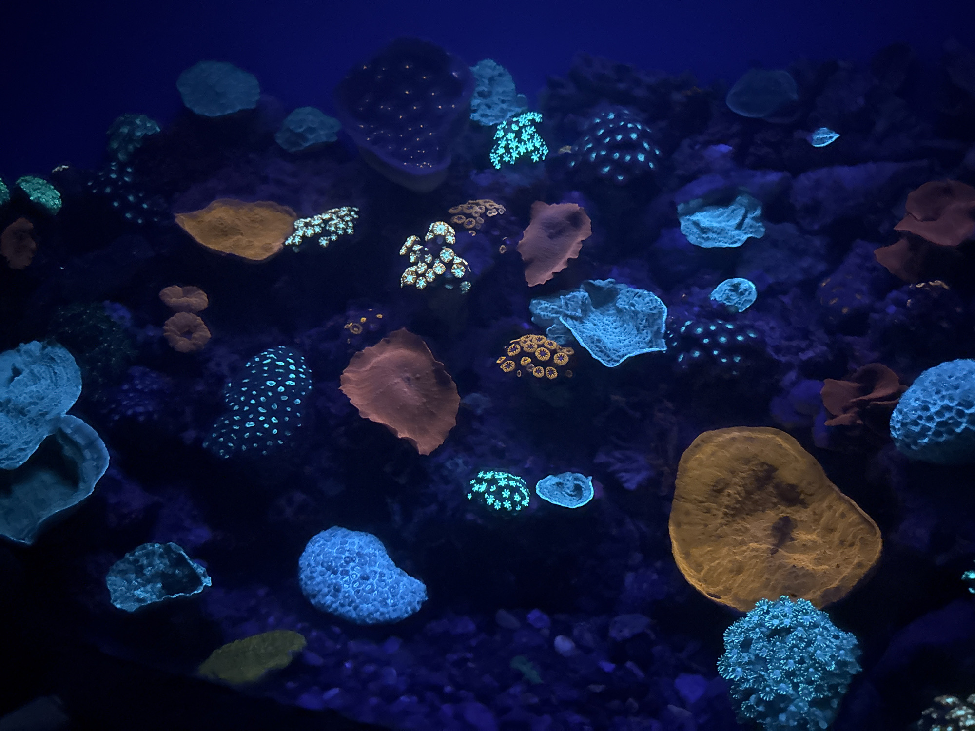 The image depicts a close-up view of a coral reef aquarium, likely at the Coral World Underwater Observatory Marine Park in Eilat, Israel. The scene is illuminated by ultraviolet light, causing various corals to fluoresce in vibrant colors. The corals exhibit diverse shapes and textures, including flat, plate-like structures and encrusting formations. The dominant colors are bright cyan and orange, with some corals displaying a speckled pattern of blue dots against a darker background. The water is dark blue, and the seabed is composed of rocks and smaller coral fragments. There are no people visible in the image.