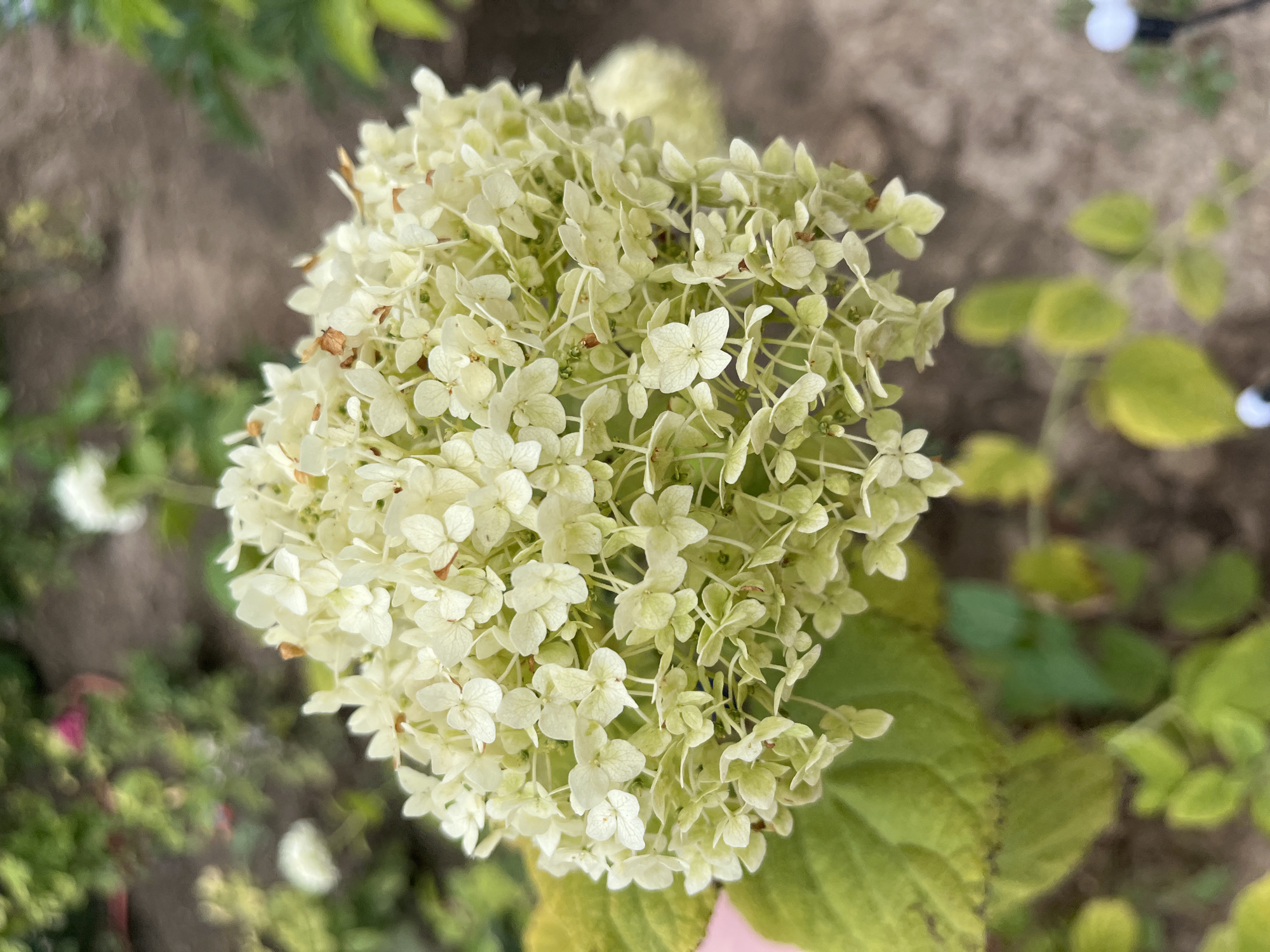A close-up, eye-level shot showcases a large, fluffy cluster of pale green hydrangeas in full bloom. The individual florets are small and numerous, forming a dense, rounded inflorescence. Some of the florets show hints of drying or browning at the edges. The flower is set against a softly blurred background of foliage, earth, and what appear to be small, white garden lights. The overall impression is one of natural beauty in an outdoor setting, likely a garden.
It is not possible to determine the location in Shymkent, Kazakhstan, or any other specific geographical location from this image alone. The image captures a common botanical subject in a garden setting, which could be found in many parts of the world. There are no identifiable landmarks or contextual clues that would allow for pinpointing its location to Shymkent or any specific city.