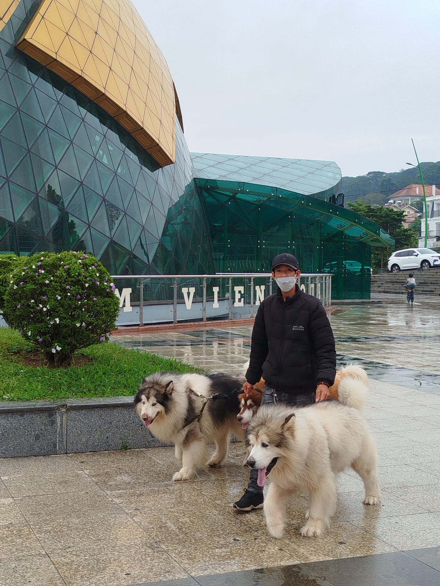 The photograph depicts a man walking three large dogs in Da Lat, Vietnam. The man, wearing a black jacket, jeans, and a surgical mask, holds the leashes. The dogs appear to be Malamutes or similar breeds, with varying fur colors. They are walking on a paved surface. Behind them is a modern architectural structure made of glass and metal, with the letters "VIEN" visible along the side. A small bush is on the left side of the image. Further in the background is a child riding a bicycle and a white vehicle parked along the street. The sky is overcast. The ground appears wet, suggesting it has recently rained.