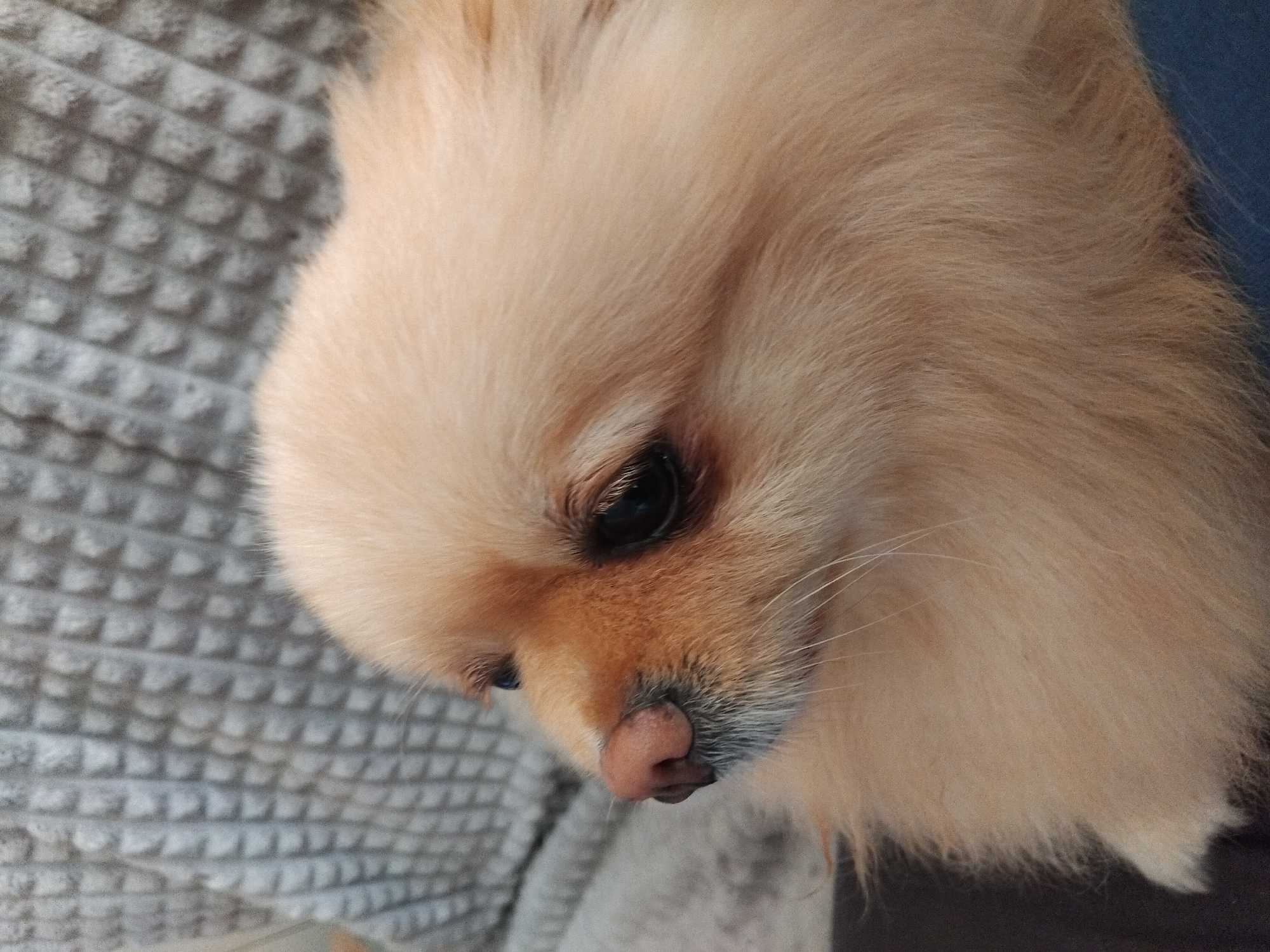 The image shows a close-up, side profile of a Pomeranian dog with light tan fur. The dog's head is turned to the left, and its dark, round eye is visible. The dog's nose is pinkish-brown, and it has some grey whiskers. The dog is resting on a dark surface, possibly clothing, with a textured grey blanket in the background. There is no indication of the city of Apriltsi, Bulgaria in this image.