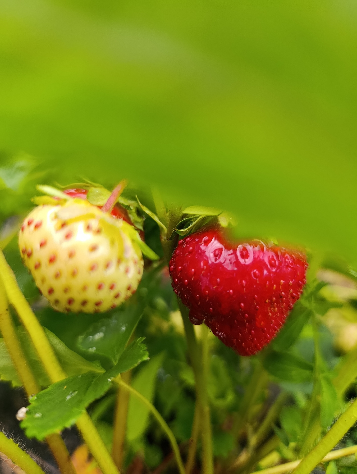 In Zhigalki, Russia, a close-up, eye-level shot focuses on two strawberries growing on a plant. The strawberry on the left is mostly white with red seeds, appearing unripe. The strawberry on the right is a vibrant red, indicating ripeness, and has small water droplets on its surface. Both strawberries are nestled amongst lush green leaves and stems. The background is a soft blur of green, suggesting an outdoor, natural setting like a garden.