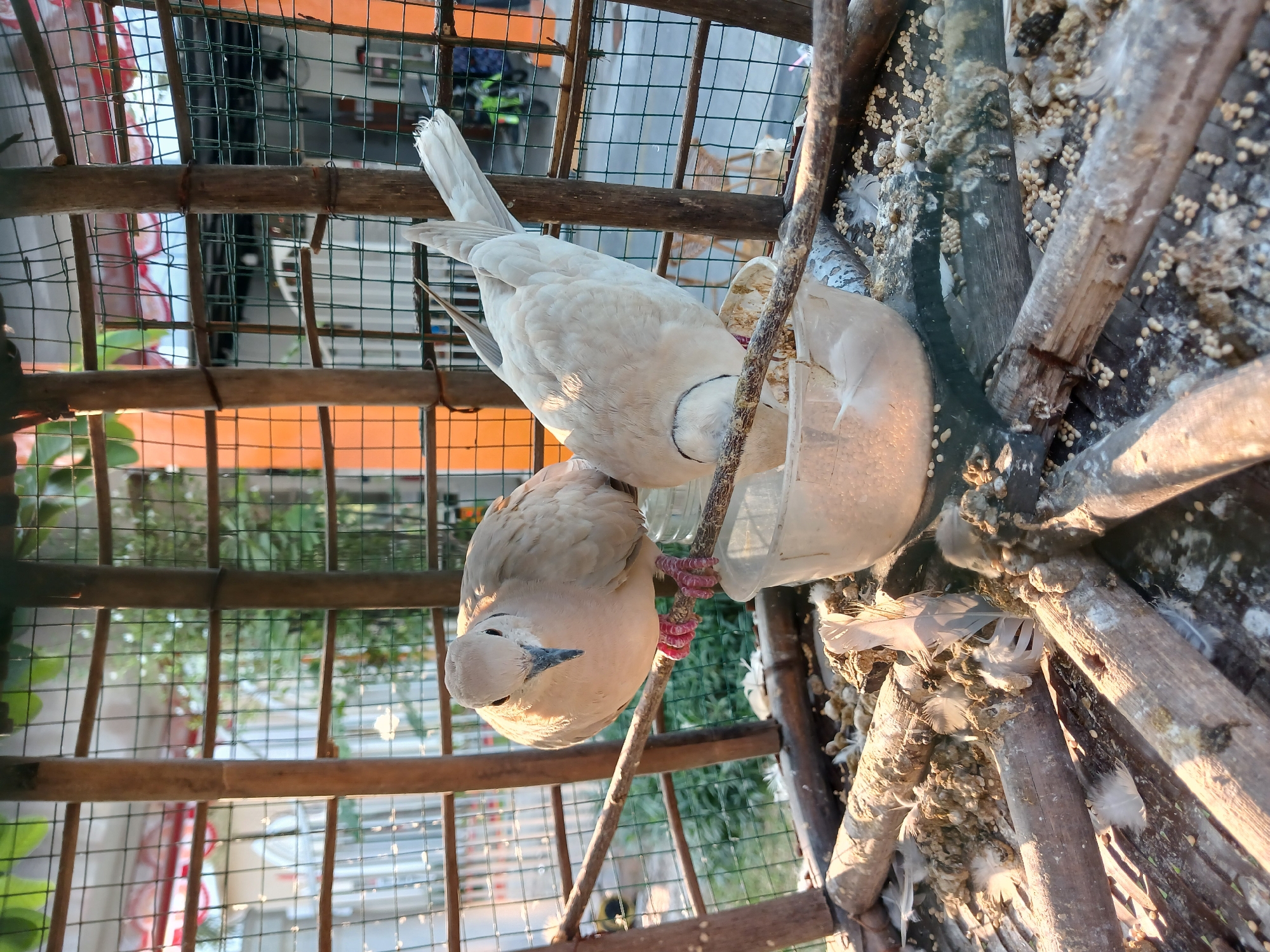 This image shows two doves inside a wooden and wire cage, likely in an outdoor setting. One dove, a light brown color, is perched on a horizontal branch, facing forward with its head tilted slightly. Its pink feet are clearly visible. The second dove, a pale white color, is bending down, its head obscured as it appears to be eating from a small, clear plastic bowl filled with birdseed. The cage floor is covered with scattered birdseed, feathers, and droppings, indicating a natural environment for the birds. The background shows a blurred view of outdoor elements, including what appears to be a building with orange and white accents and fencing, possibly from a residential area. The sunlight suggests it is daytime. This scene is situated within the city of Kebalen, Indonesia.
