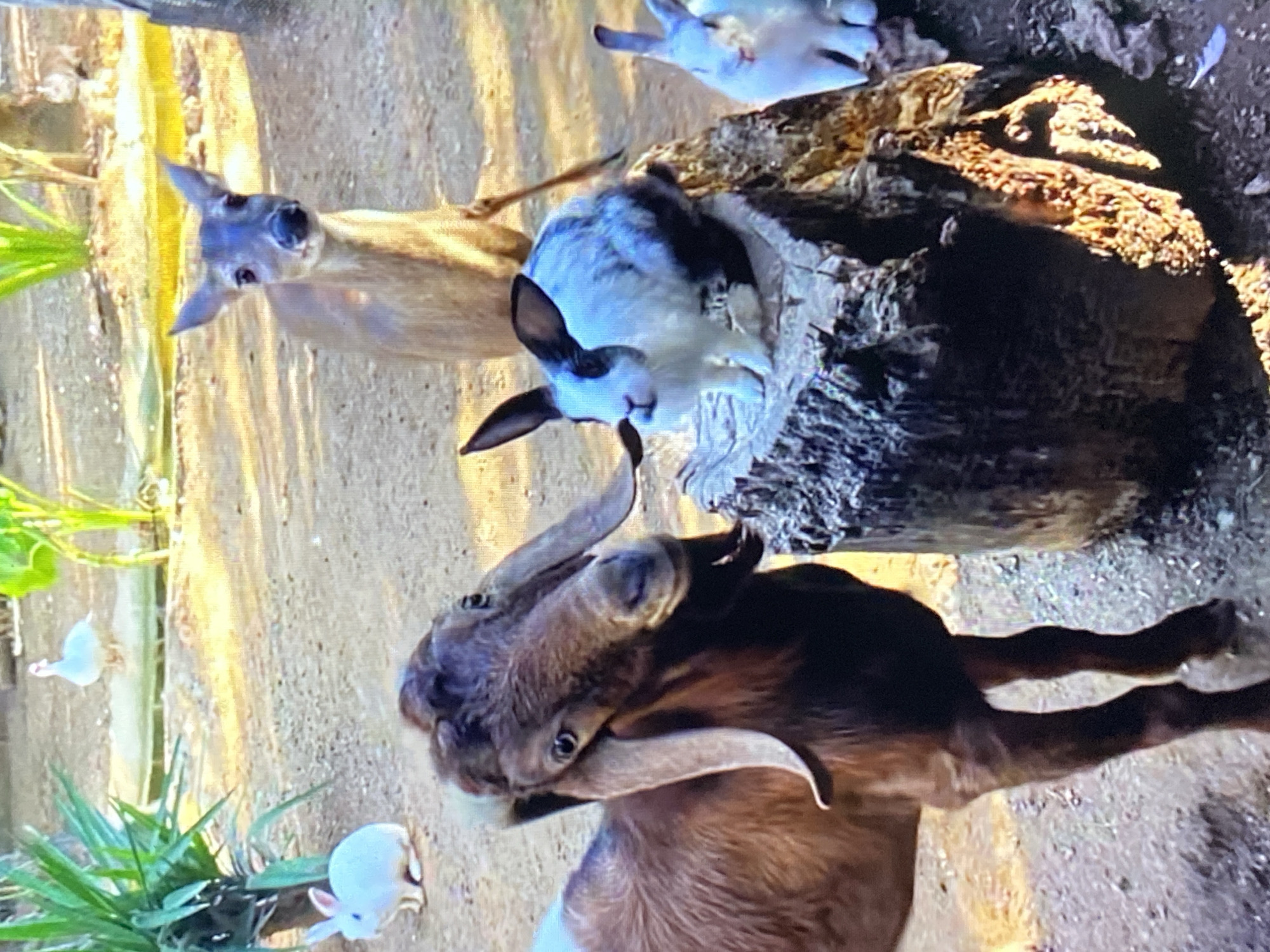 The image depicts a goat with curved horns, a deer, and two rabbits in an outdoor setting, likely a petting zoo or animal enclosure. The goat is brown and white, positioned in the foreground. A deer is visible to the left of the goat. Two white rabbits are present, one near the goat. There is also a textured log. The location is Tinaquillo, Venezuela.