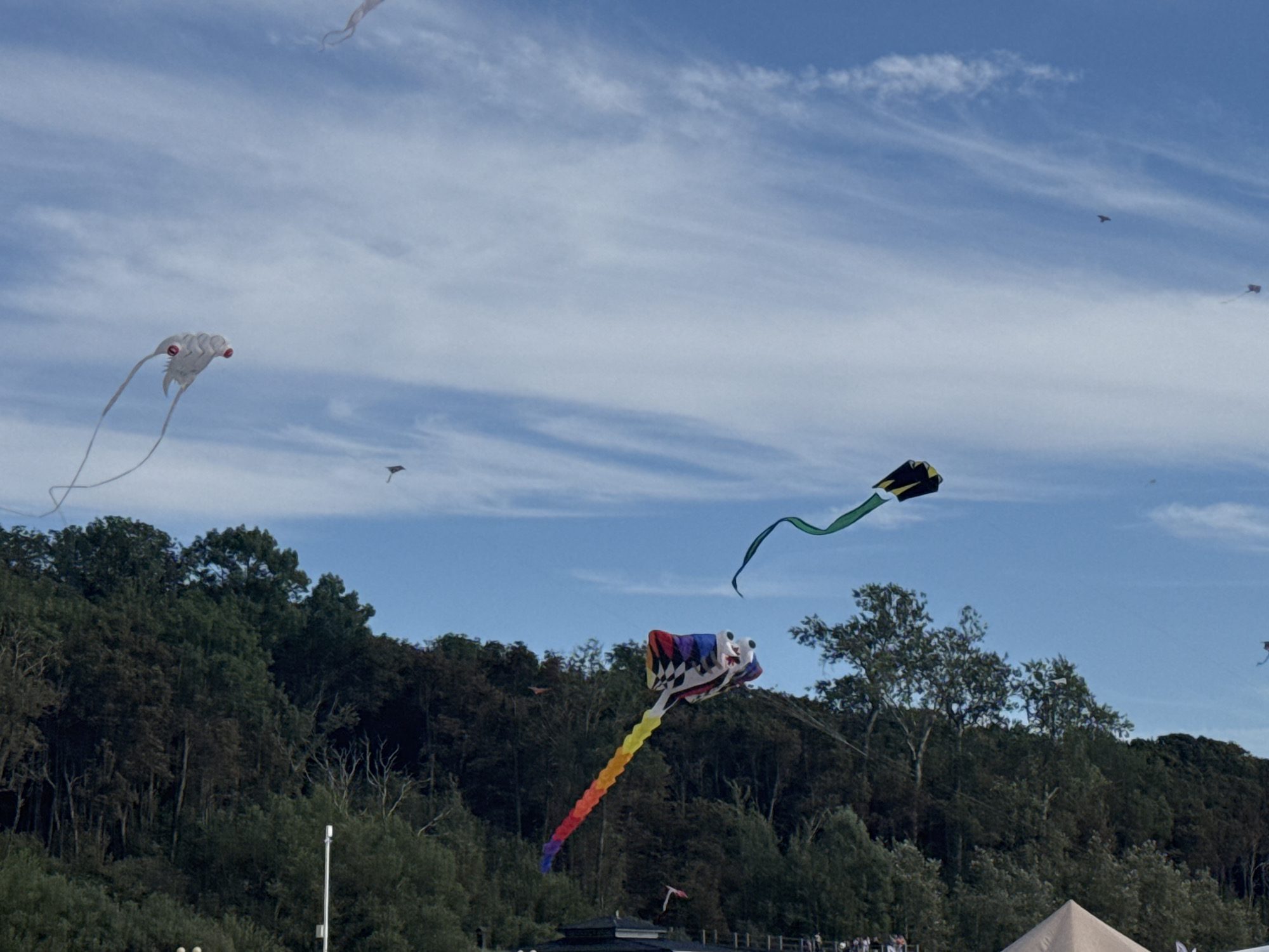 This image depicts a bright, sunny day with a clear blue sky filled with wispy white clouds. A variety of colorful kites are visible in the air, soaring against the backdrop of a lush green forest that covers a hillside. The kites are diverse in design, with some resembling animals and others being more abstract in shape.
In the foreground, a large, intricately designed kite with a rainbow-colored tail and a white head with red eyes is prominent. To its left, a white kite with a similar design, featuring red eye-like accents and long flowing tails, is also visible. Further to the right, a black and yellow kite with a long green tail flies high. Other smaller kites, including what appears to be a dark, triangular kite, are scattered throughout the sky.
The forest in the background is dense with trees, creating a rich, textured green canopy. Part of a large, light-colored tent structure is visible in the lower right corner of the image, suggesting an event or gathering is taking place. A few small figures of people can be seen near the bottom of the frame, hinting at spectators or participants.
This scene is likely from the city of Yantarny, Russia, given the context of kite festivals that are often held there, particularly on the coast. The overall atmosphere is one of festivity and outdoor recreation.