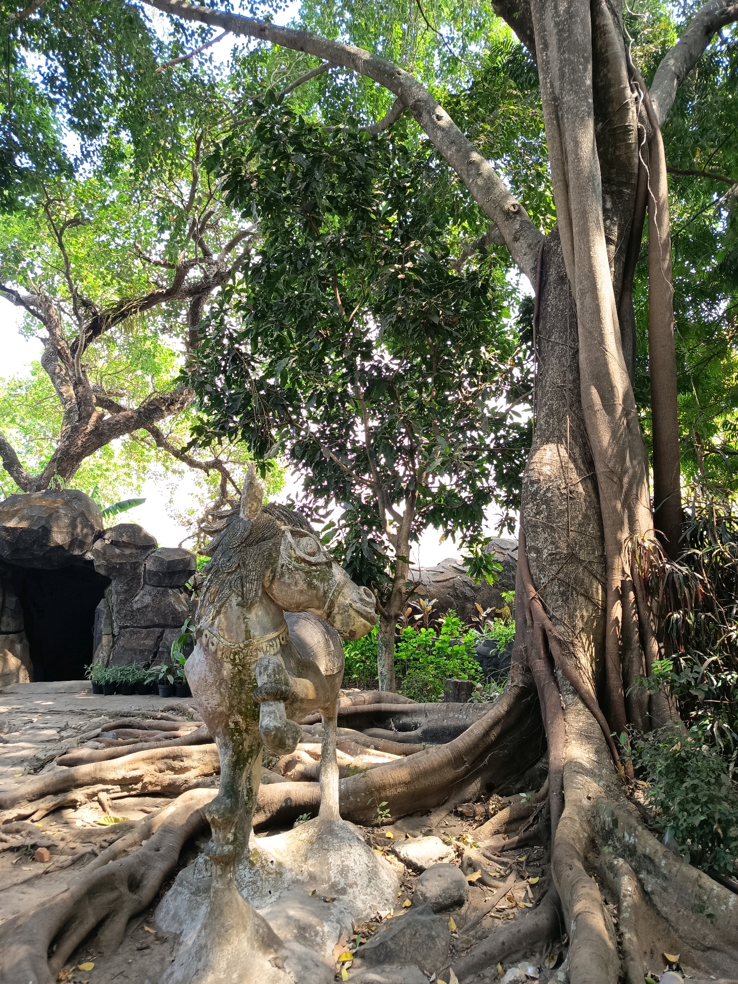 The image depicts an outdoor scene in Yogyakarta, Indonesia, likely within a park or a cultural site. In the foreground, a weathered stone sculpture of a horse stands prominently. The horse sculpture appears aged, with details of its mane, bridle, and body visible, though softened by time and the elements. It is positioned on a rough stone base, surrounded by exposed, gnarled roots of a large tree.
The tree itself is a dominant feature, with a massive, textured trunk and thick, sinuous roots spreading across the ground. Its branches extend upwards and outwards, creating a canopy of green leaves that filter the sunlight, casting dappled shadows. Behind the sculpture and the tree's roots, the environment transitions to a rocky, cave-like structure, hinting at an artificial rock formation or a natural grotto. Potted plants are visible near this structure. Further back, lush green foliage and other trees contribute to the natural, somewhat wild setting. The overall impression is one of an established, possibly historical, outdoor space with a blend of sculpted art and mature natural elements. There are no people visible in the image.