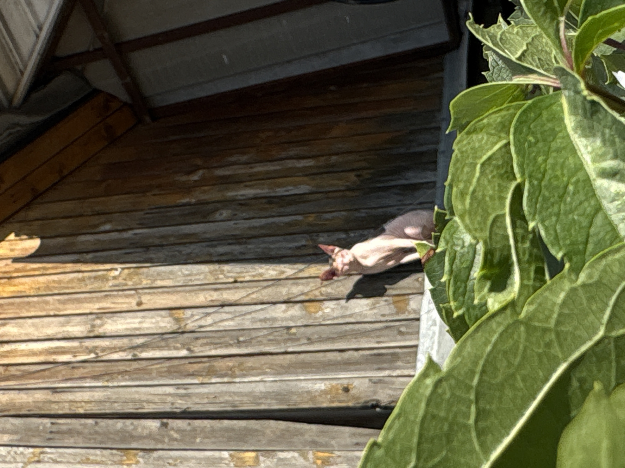 A light-pink Sphynx cat is perched on a ledge in front of a wooden wall, with large green leaves in the foreground. The cat is facing left and appears to be looking at something off-camera. Sunlight casts a shadow of the cat onto the wall. The wooden wall is made of vertical planks and shows signs of weathering. In the background, a sloped metal roof is visible. The scene is likely outdoors, possibly in a backyard or alleyway. No specific location in Almaty, Kazakhstan can be determined from the image.