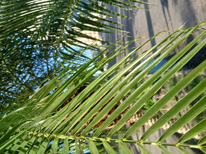 The image captures a close-up of green palm fronds, their linear segments stretching across the frame. Sunlight highlights the texture of each leaf, casting shadows and emphasizing their shape. In the background, a street is blurred, suggesting the palms are near a roadway. A glimpse of blue sky is visible through the foliage, adding depth.