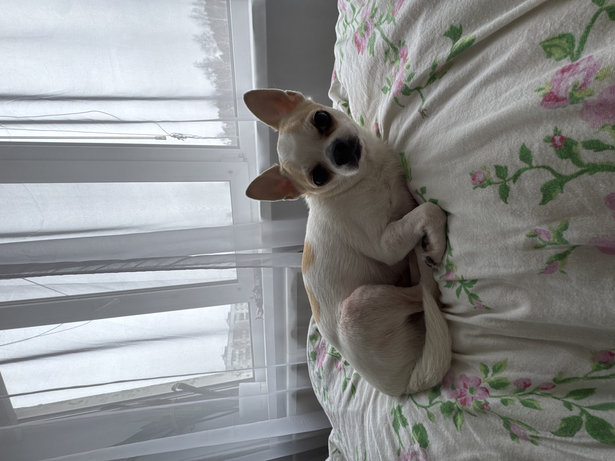 A small, tan and white chihuahua is curled up on a floral-patterned bedspread next to a window. The window is covered with sheer, white curtains and overlooks a cityscape that is obscured by overcast weather. The dog is looking at the camera with its head tilted.