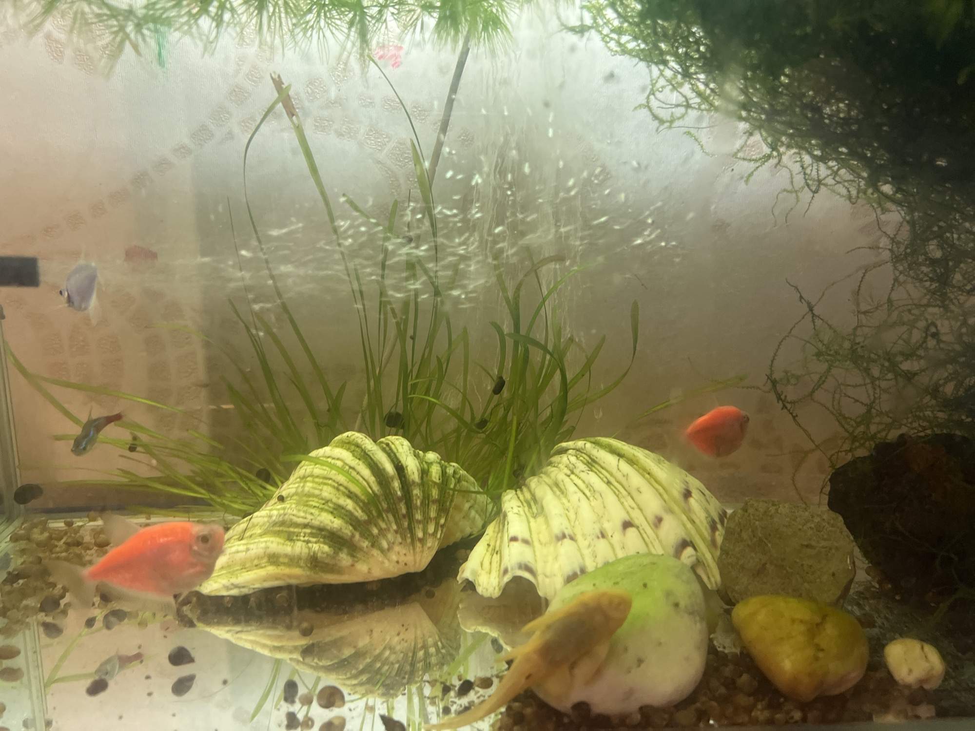 The media file depicts an aquarium filled with water, aquatic plants, and several fish. The subjects are primarily the aquatic life, including at least five fish of varying colors (orange, blue, and possibly red) and sizes. There are also numerous small aquatic snails visible on the substrate and possibly on the decorative shells. Two large, striped, spiral-shaped shells are prominent objects in the foreground, serving as decorative elements. The setting is clearly an aquarium, indicated by the glass walls, water, aquatic plants, and artificial decorations.
The activity taking place is the natural movement of the fish and snails within their aquatic environment. Bubbles are visible rising from the bottom of the tank, suggesting an aeration system is in operation. The lighting appears to be artificial, creating reflections on the aquarium glass and the water's surface.
Notable details include the lush green aquatic plants, some of which are tall and feathery, while others are shorter and grass-like. The large shells are a striking feature, with their distinct green and white stripes. The water appears slightly cloudy in places, with some algae growth visible on the tank walls.
There is no visible text in the media file. The time of day or weather conditions are not discernible, as the scene is contained within an aquarium. The location context of Zheleznogorsk, Russia, is provided but not directly evident from the visual content of the image itself. The overall impression is a lively, albeit somewhat murky, underwater ecosystem.