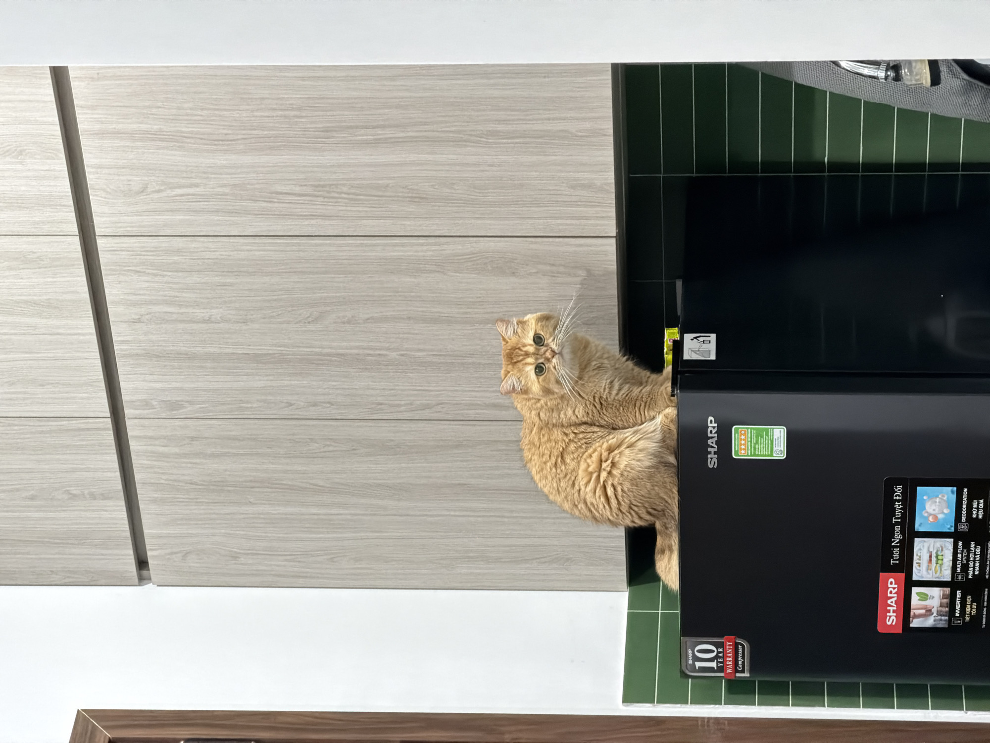 A fluffy ginger cat peeks out from behind a black Sharp refrigerator. The refrigerator is situated against a green-tiled backsplash and light grey wood-paneled cabinets. The refrigerator has various stickers and labels in Vietnamese, including an energy-efficiency rating and a "10 Year Warranty Compressor" label. The image is shot in an indoor environment, possibly a kitchen in Đà Nẵng, Vietnam, based on the language on the refrigerator.