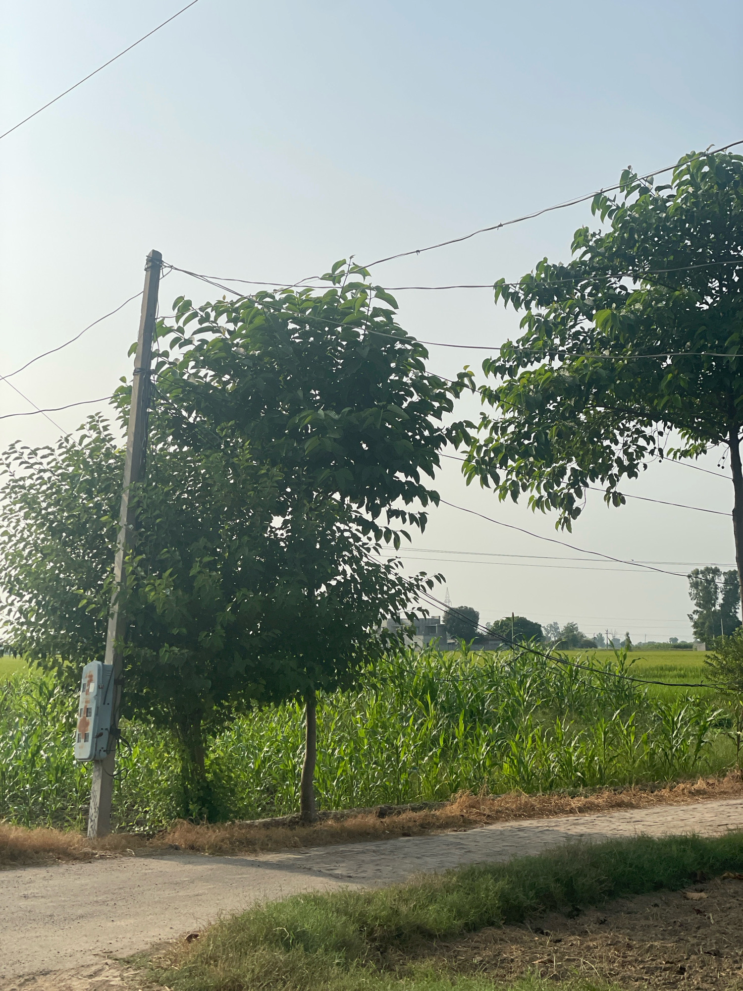 The image depicts a rural scene in Mari Mustafa, India, under a bright, hazy sky. In the foreground, a dirt path curves to the right, bordered by dry grass on the left and greener grass on the right. A power pole stands on the left side of the path, with an electrical meter box attached to it. Two trees with lush green leaves are positioned behind the pole, with a third tree further to the right. Beyond the trees, a field of tall green crops, possibly corn or sugarcane, stretches into the distance. In the background, a few buildings and more trees are visible, along with power lines crisscrossing the sky. The overall impression is one of a serene, agricultural landscape.